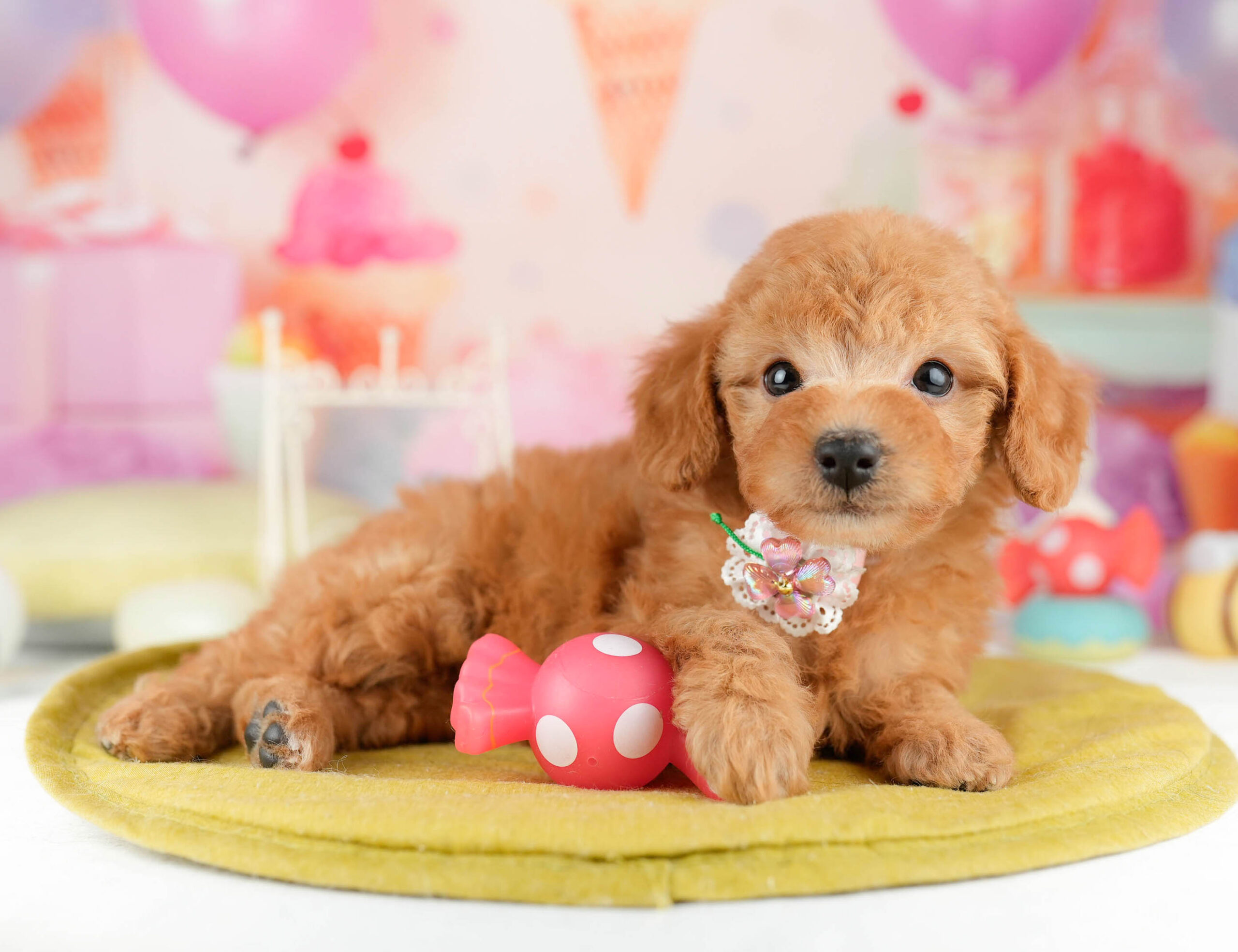 トイ・プードル | 女の子 | レッド | 2026年1月11日