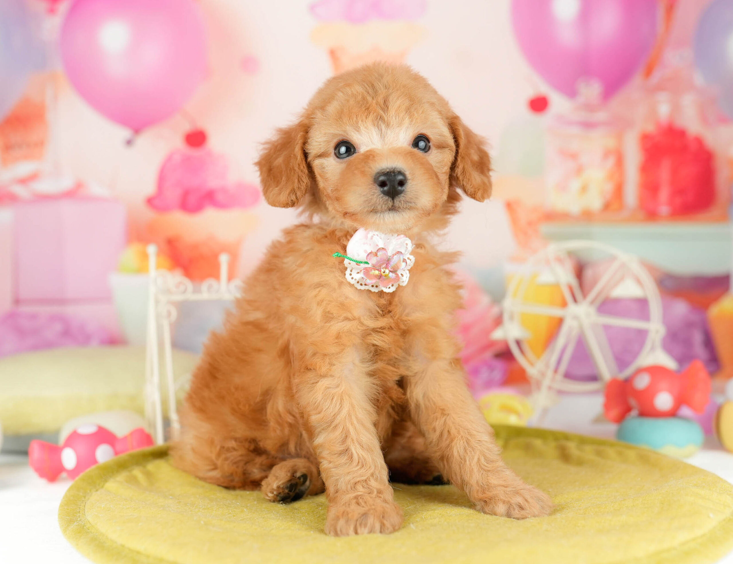 トイ・プードル | 女の子 | レッド | 2026年1月11日