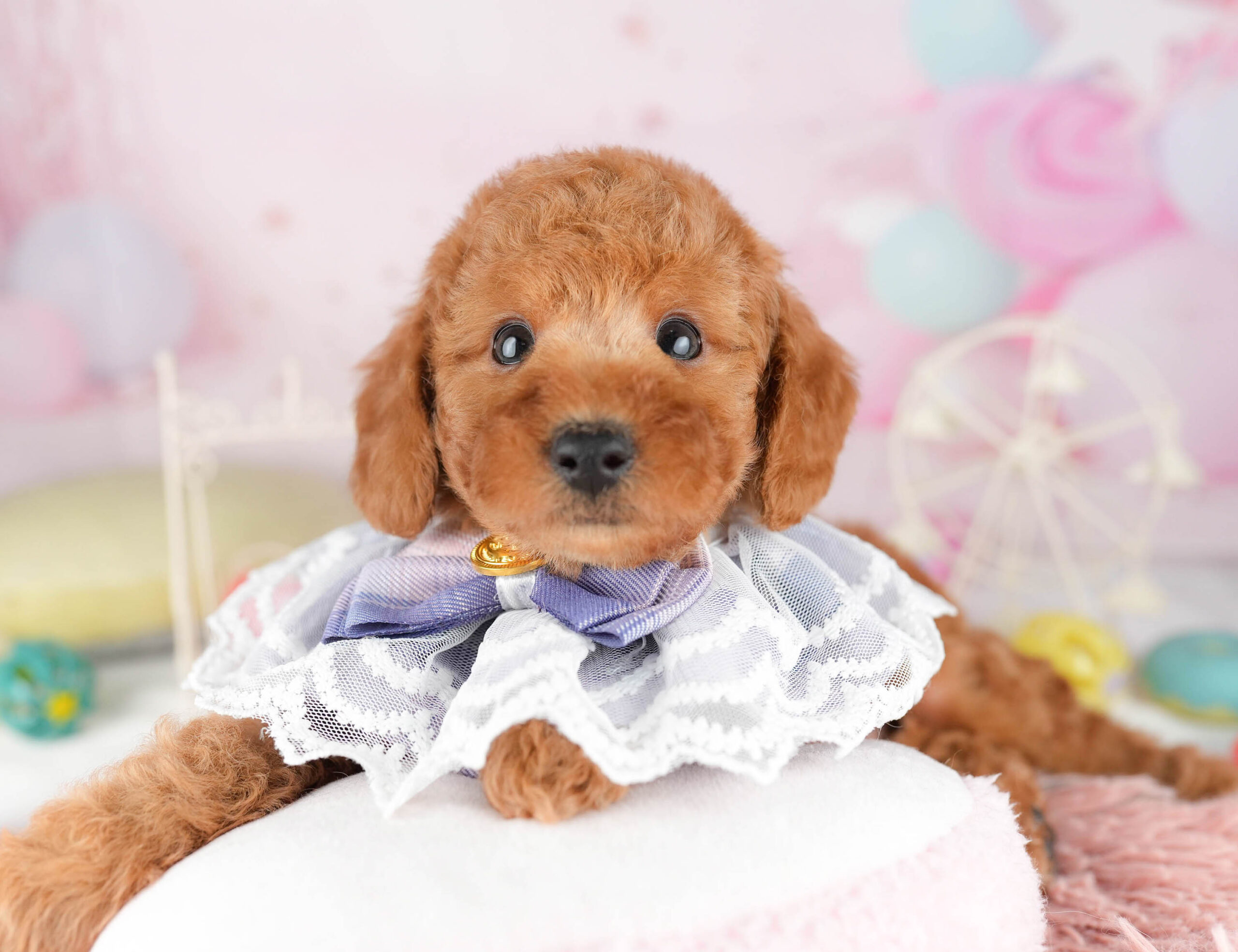 トイ・プードル | 男の子 | レッド | 2026年1月11日