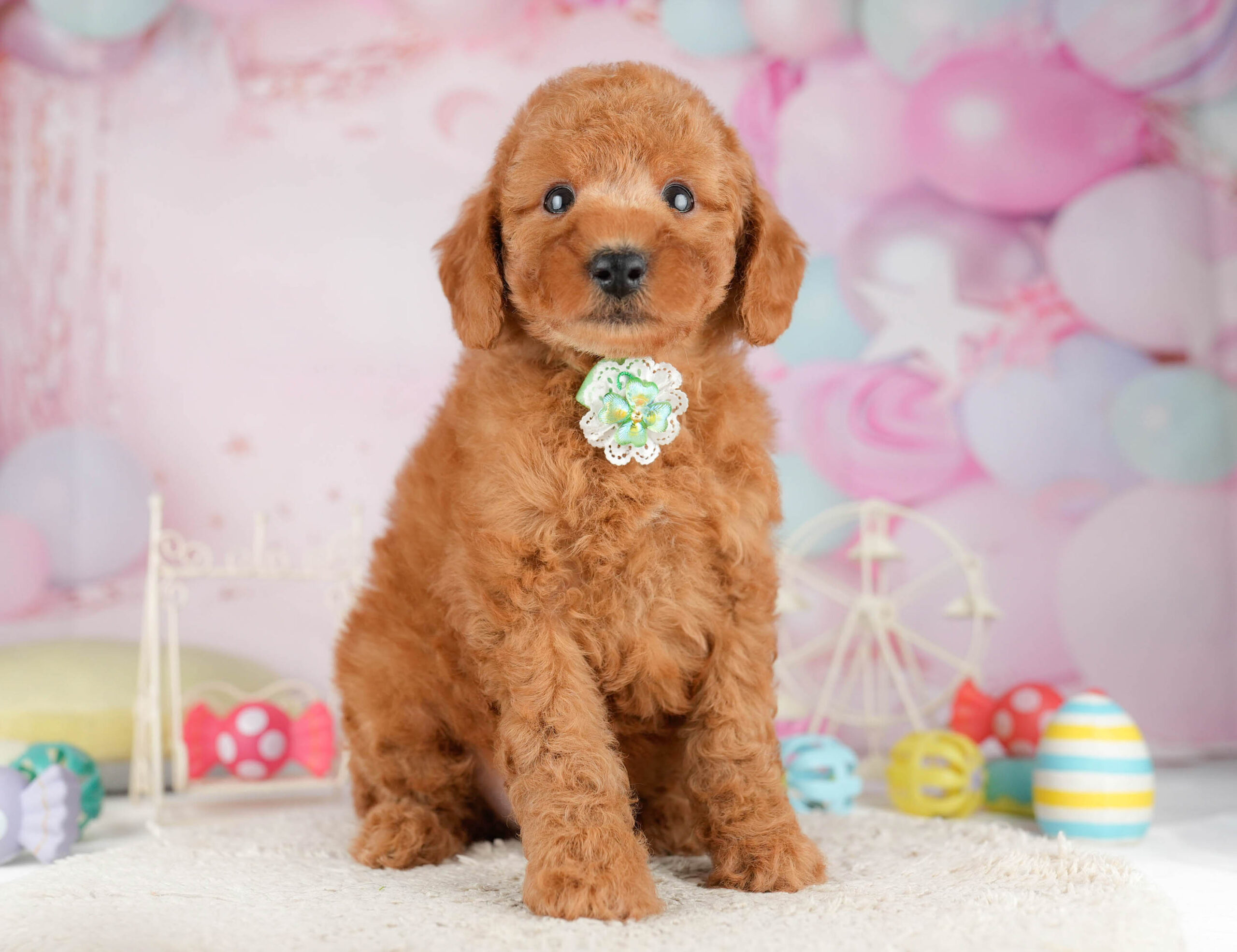 トイ・プードル | 男の子 | レッド | 2026年1月11日