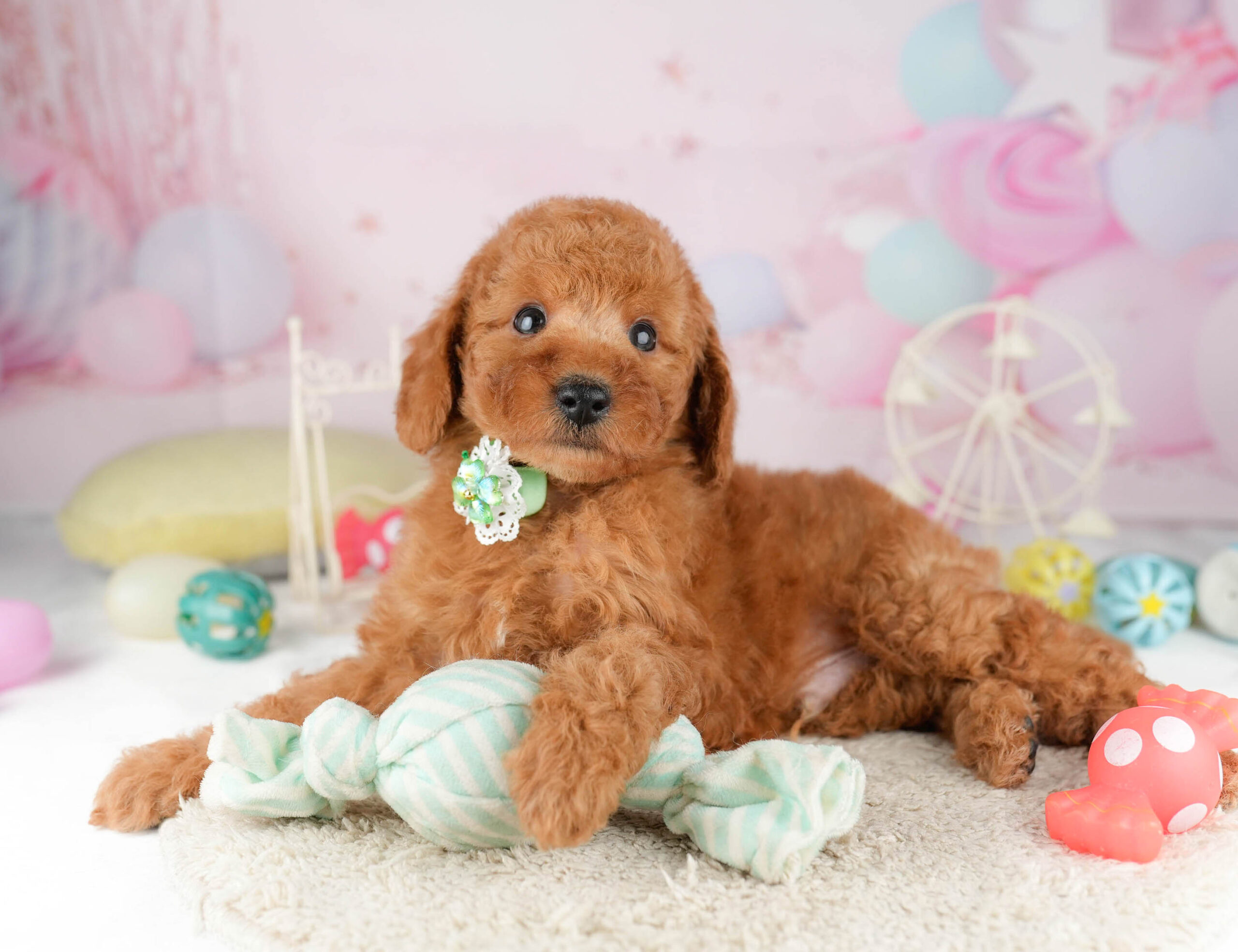 トイ・プードル | 男の子 | レッド | 2026年1月11日