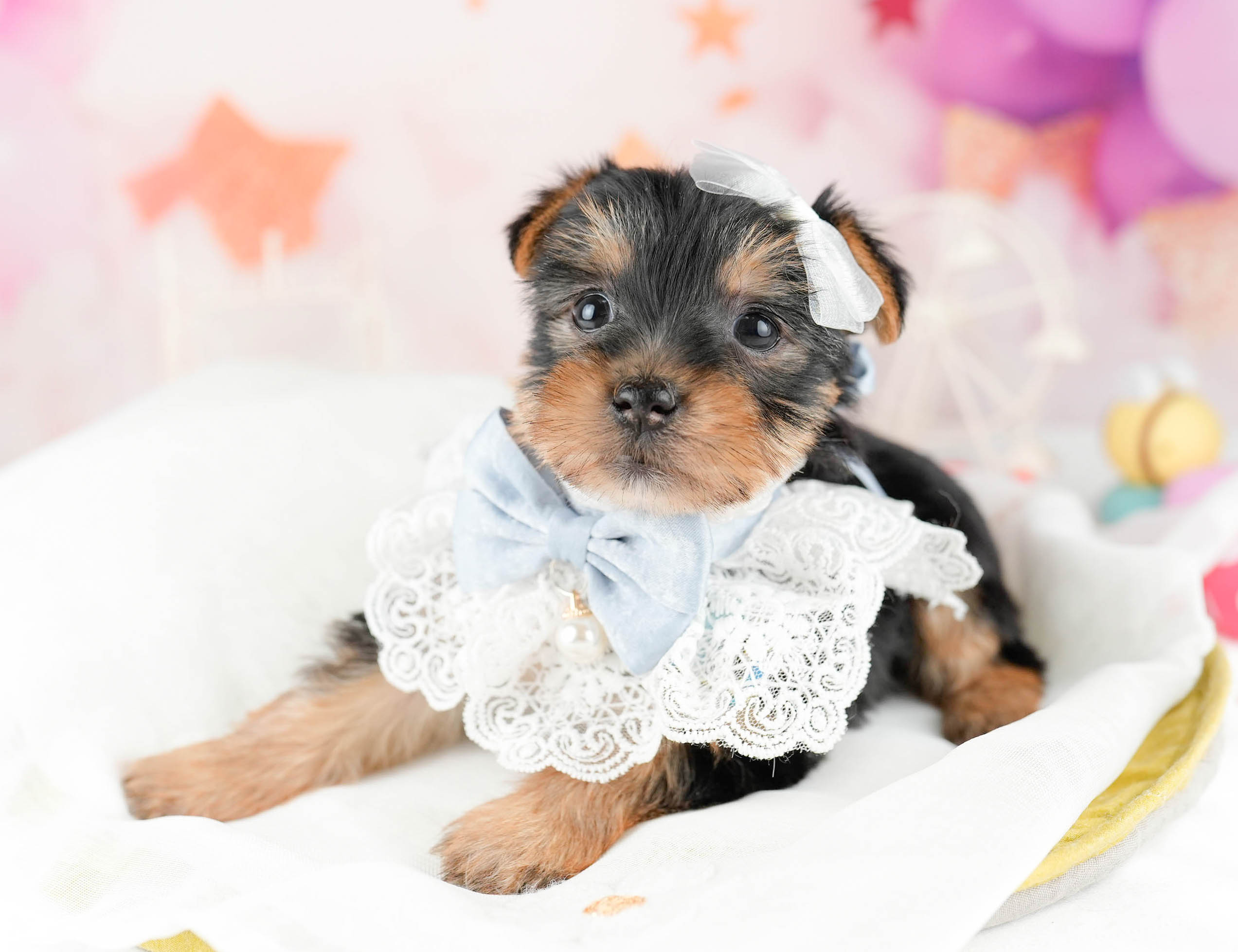 ヨークシャー・テリア | 女の子 | スティールブルー＆タン | 2026年1月12日