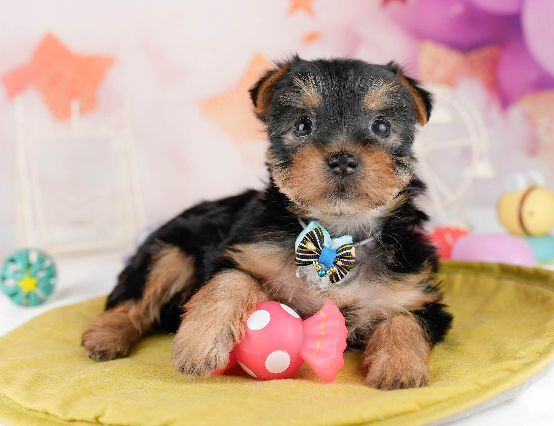 ヨークシャー・テリア | 女の子 | スティールブルー&タン | 2026年1月12日