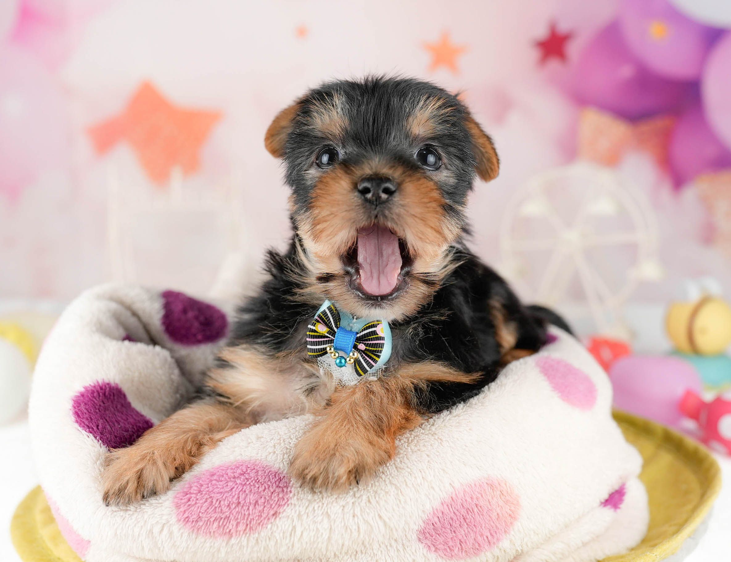 ヨークシャー・テリア | 女の子 | スティールブルー&タン | 2026年1月12日