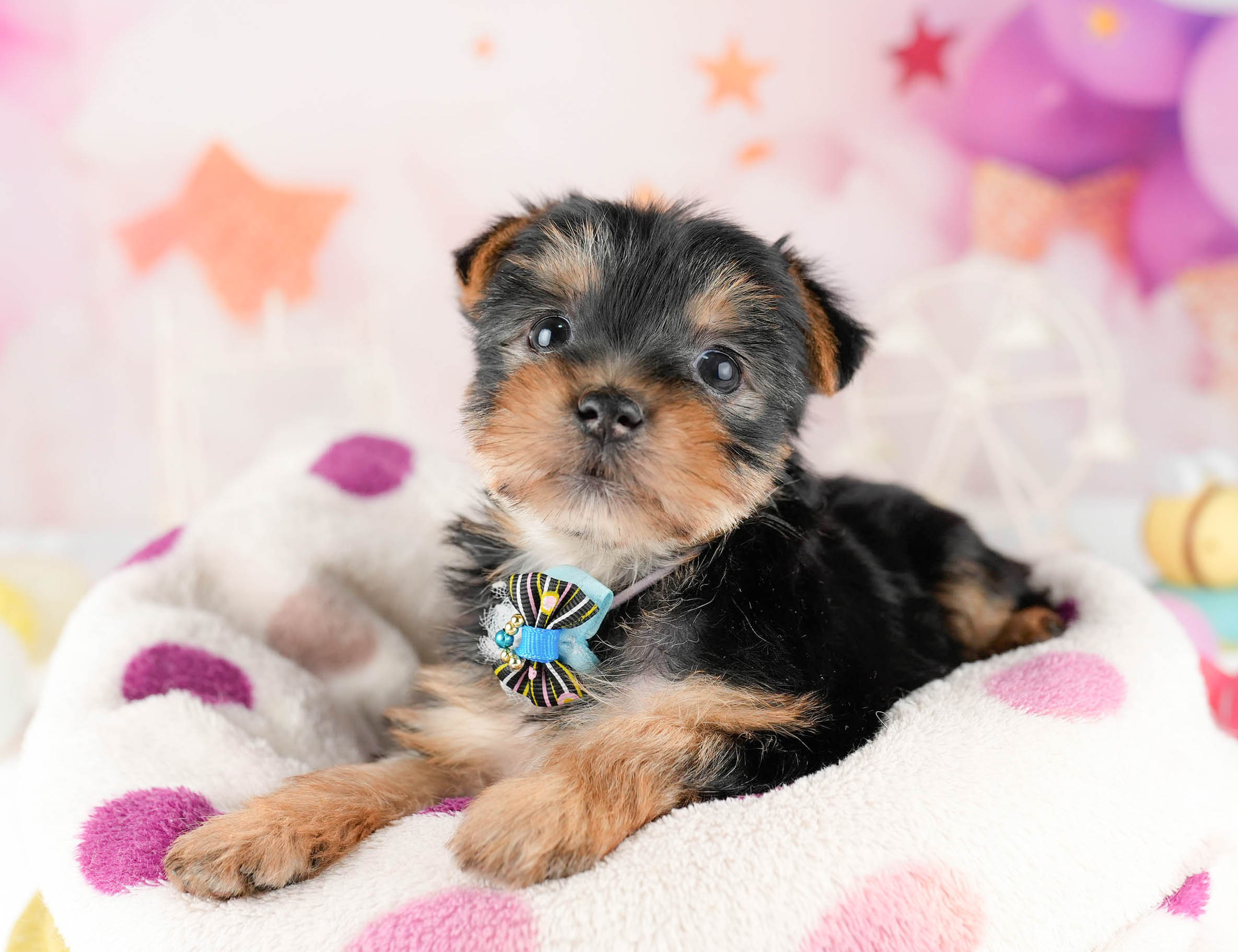 ヨークシャー・テリア | 女の子 | スティールブルー&タン | 2026年1月12日