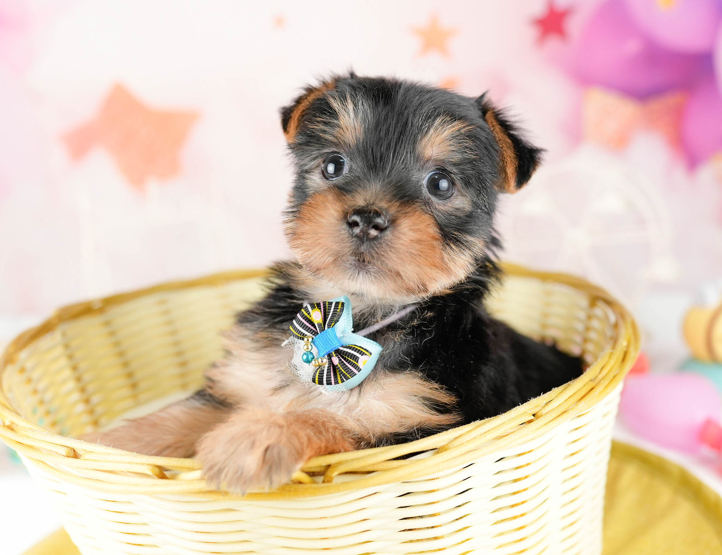 ヨークシャー・テリア | 女の子 | スティールブルー&タン | 2026年1月12日