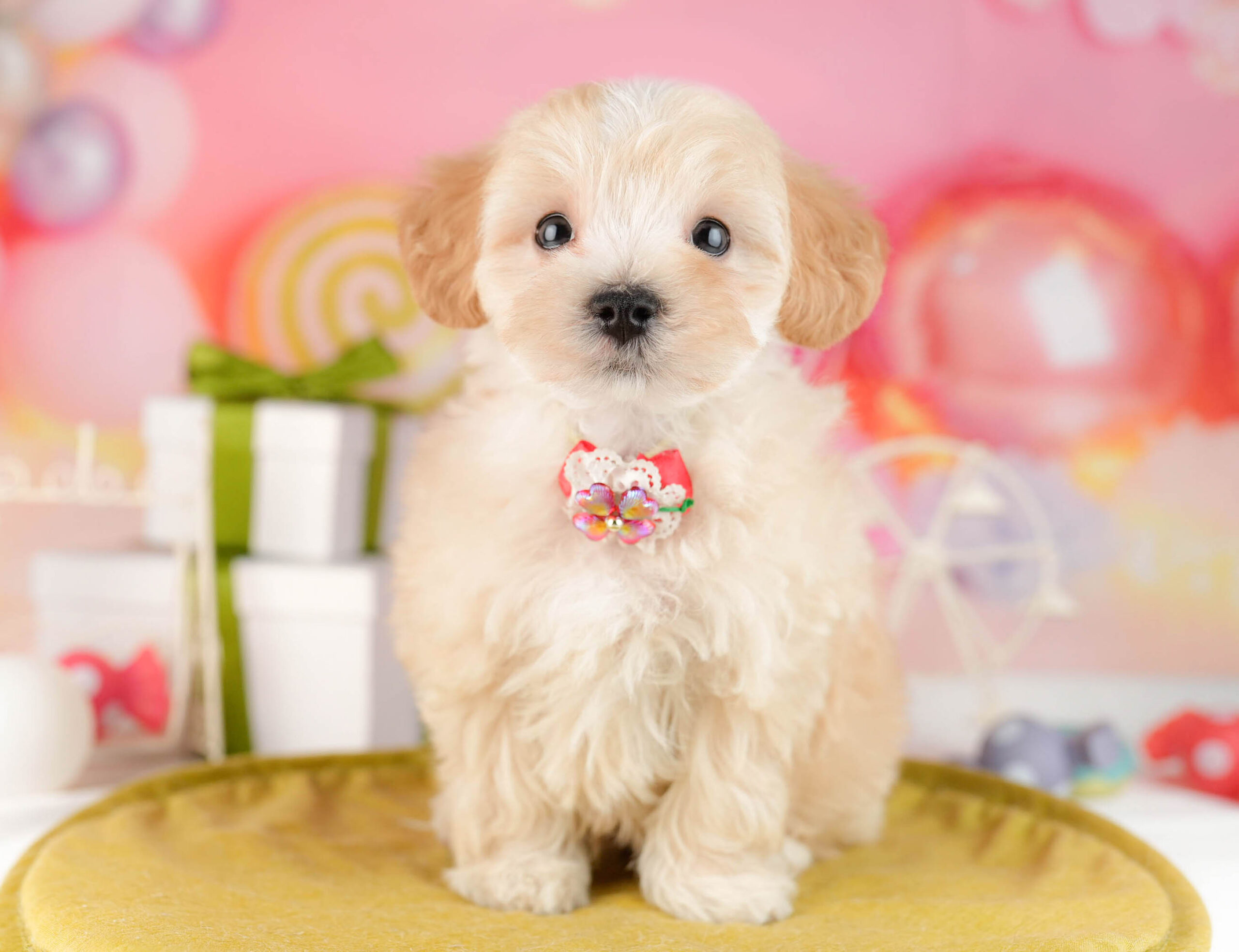 マルプー | 男の子 | アプリコット | 2026年1月12日