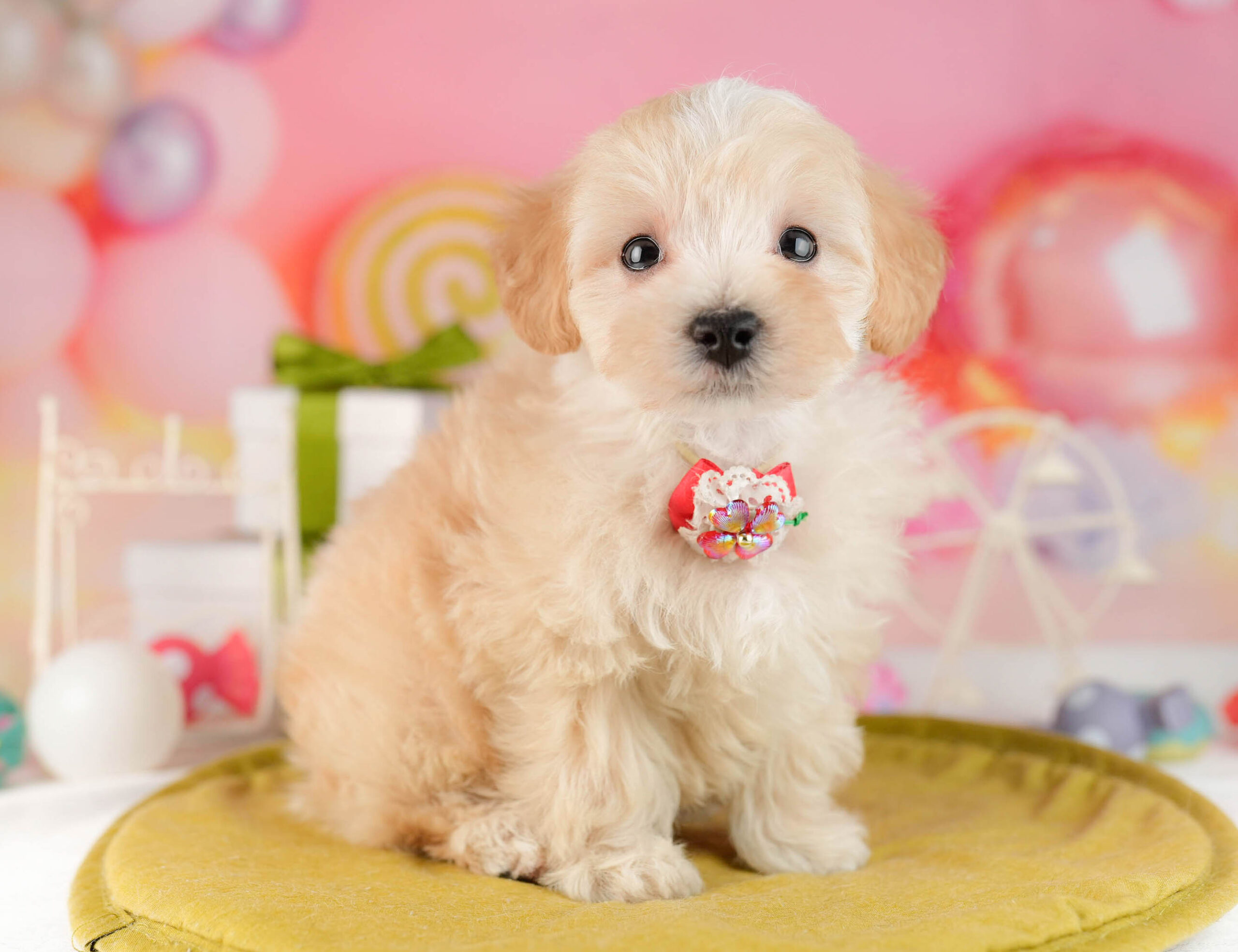 マルプー | 男の子 | アプリコット | 2026年1月12日