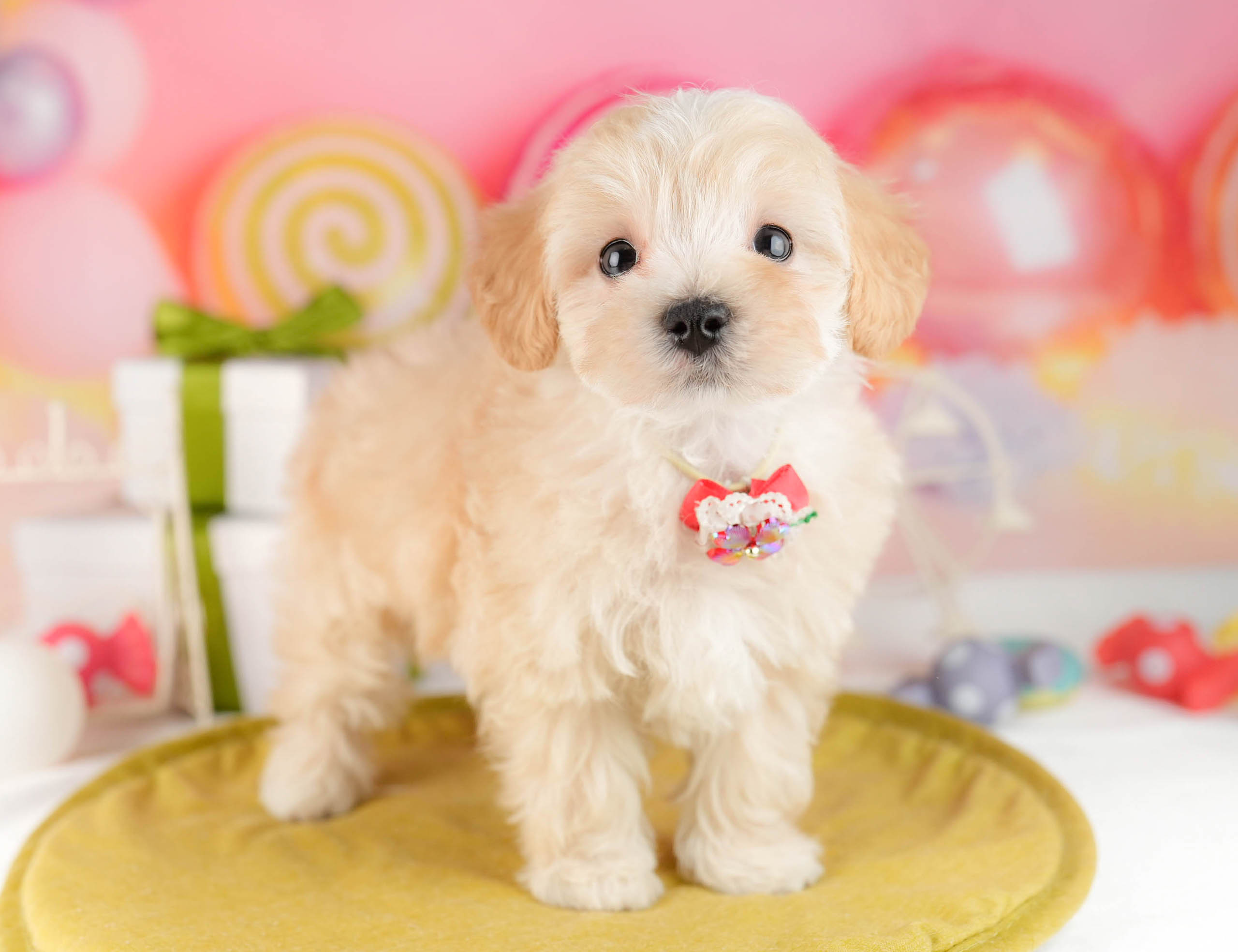 マルプー | 男の子 | アプリコット | 2026年1月12日