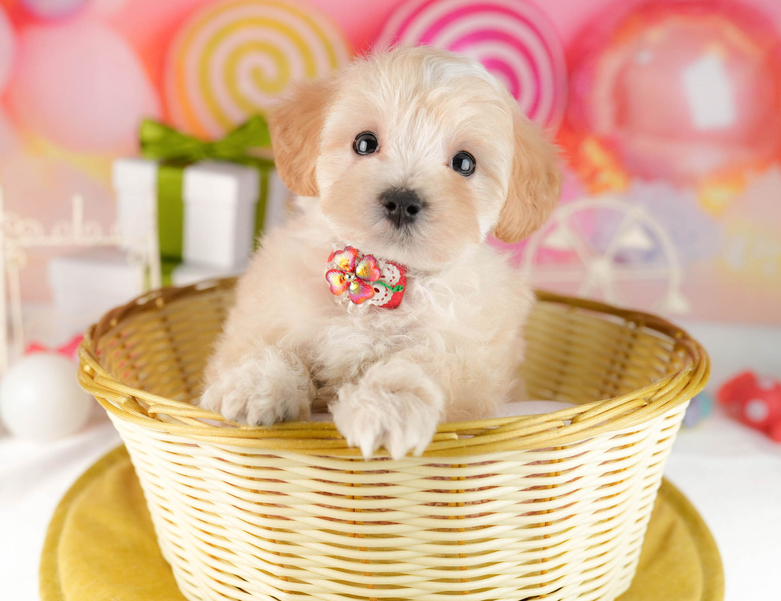 マルプー | 男の子 | アプリコット | 2026年1月12日