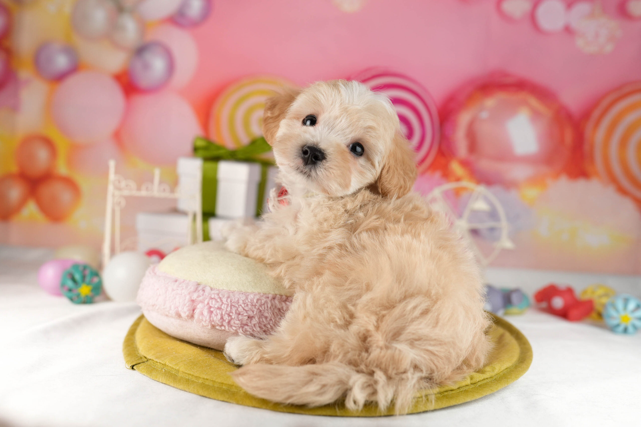 マルプー | 男の子 | アプリコット | 2026年1月12日