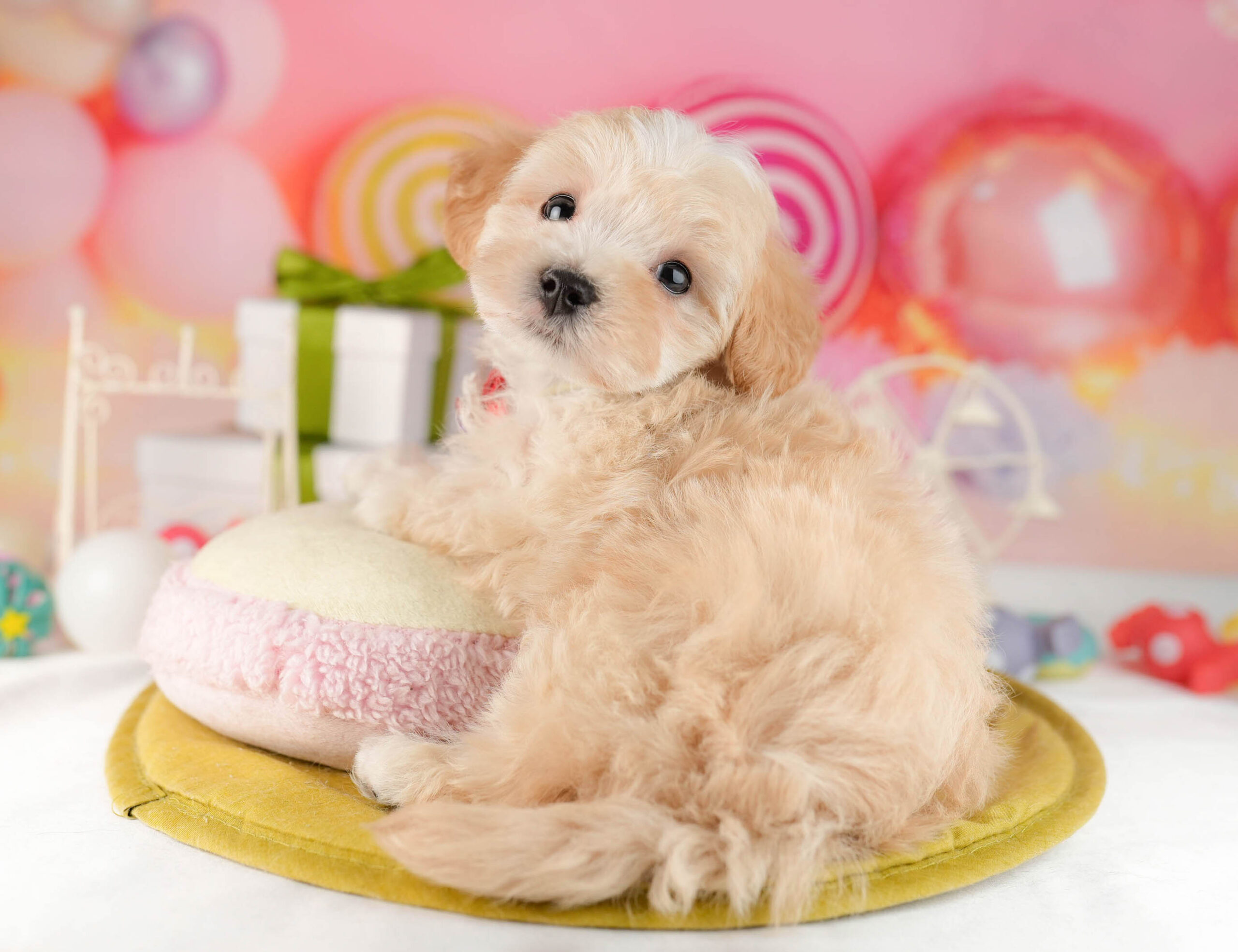 マルプー | 男の子 | アプリコット | 2026年1月12日