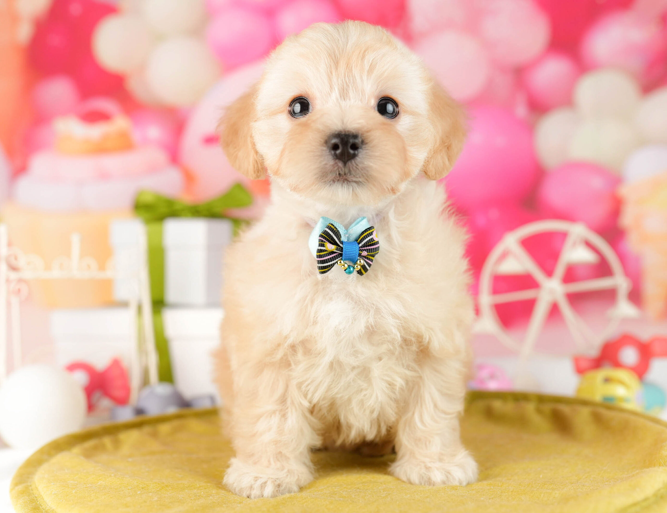 マルプー | 女の子 | アプリコット | 2026年1月12日