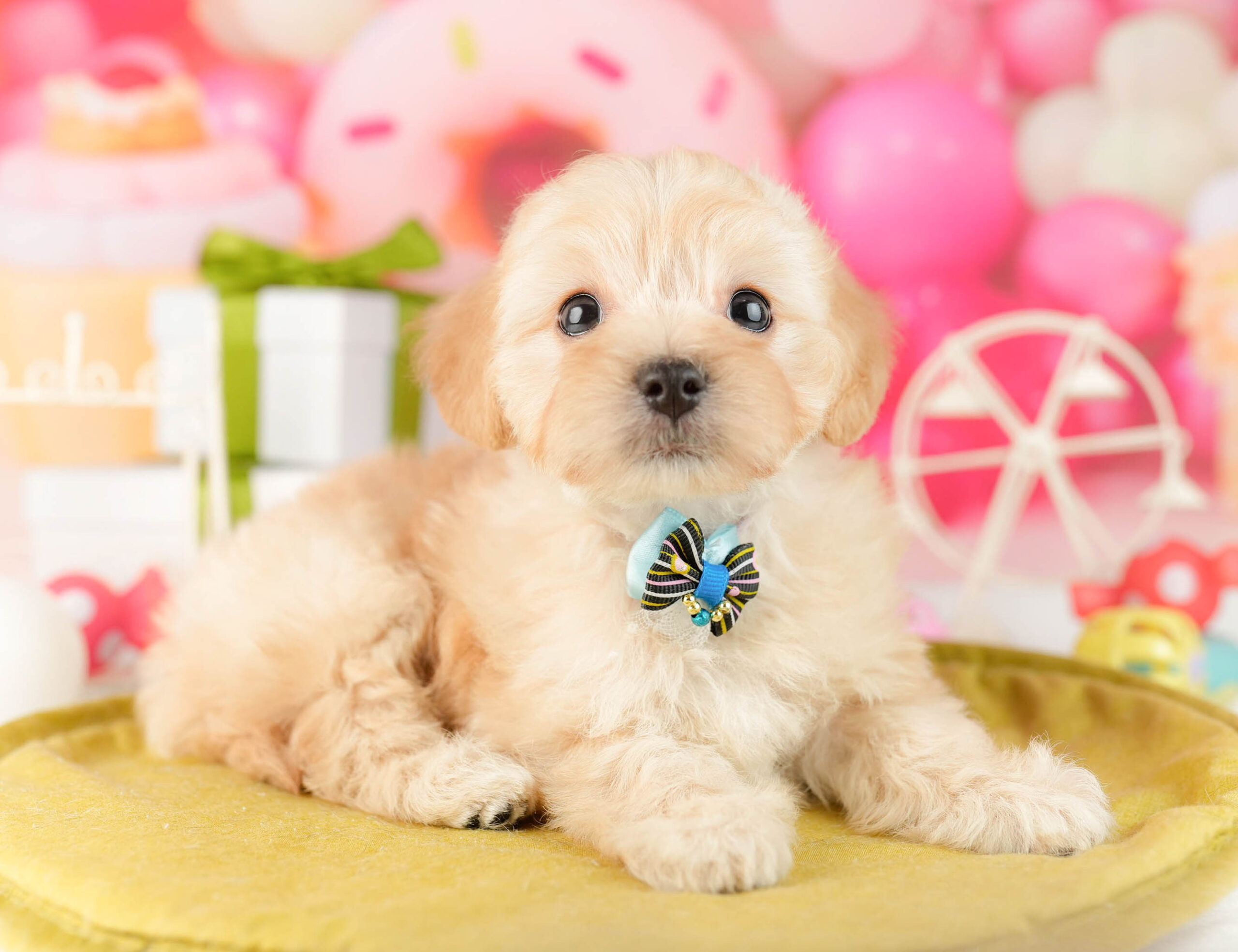 マルプー | 女の子 | アプリコット | 2026年1月12日