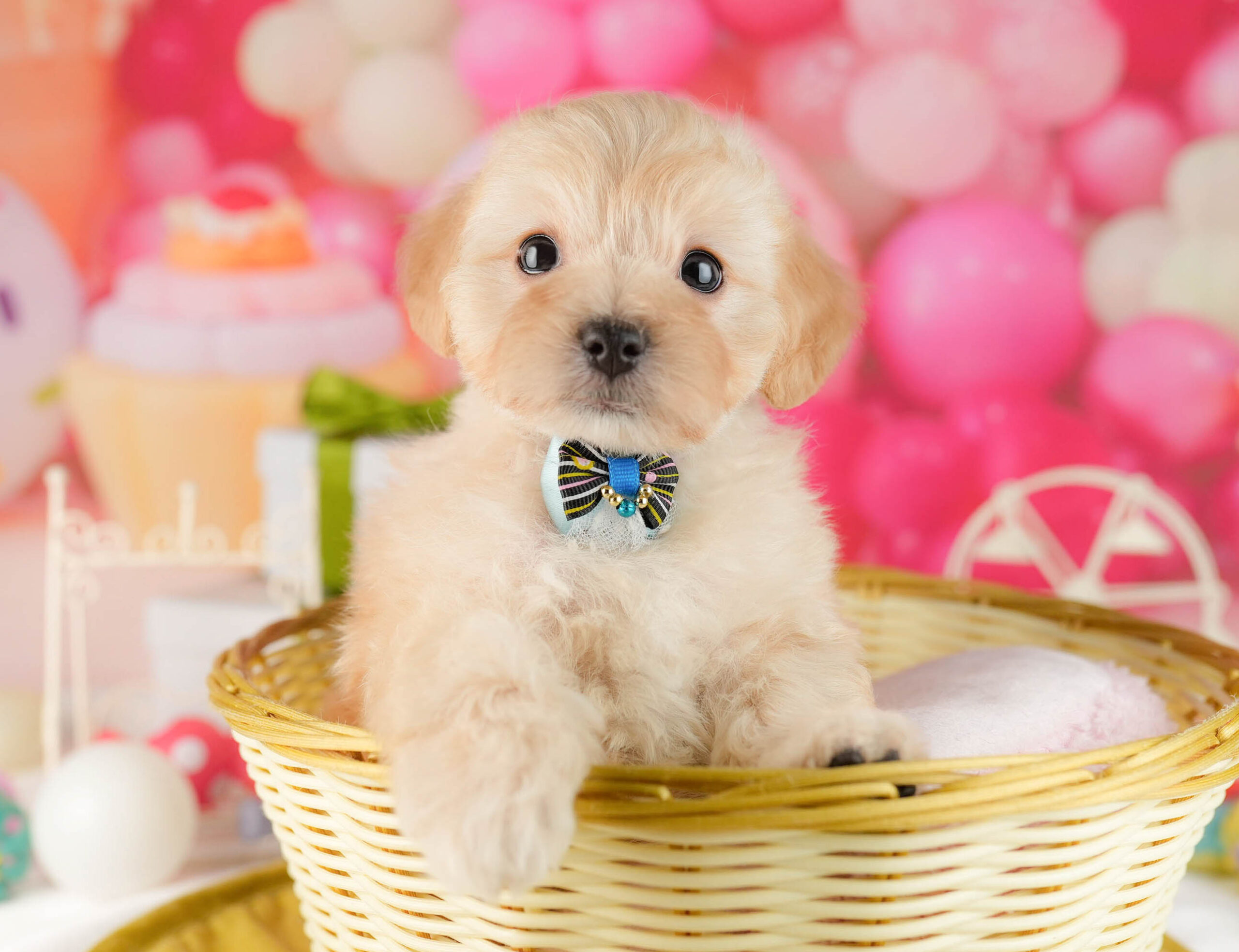 マルプー | 女の子 | アプリコット | 2026年1月12日