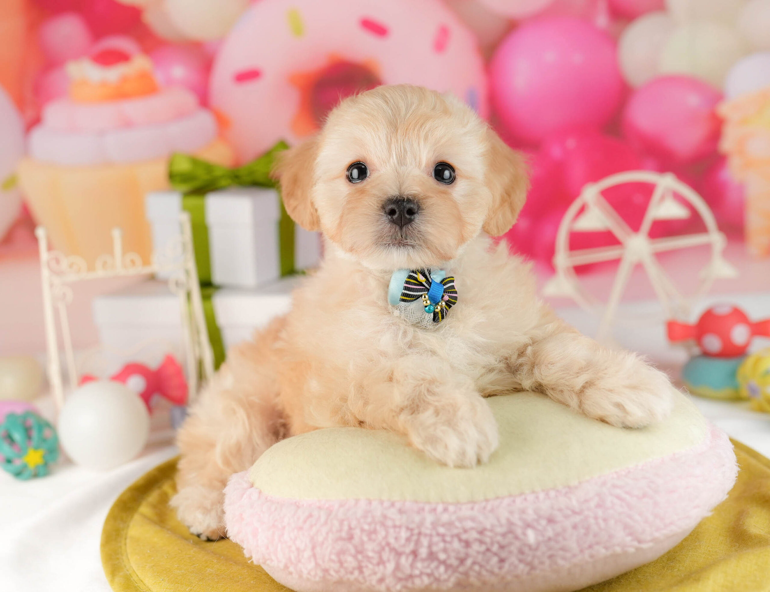 マルプー | 女の子 | アプリコット | 2026年1月12日