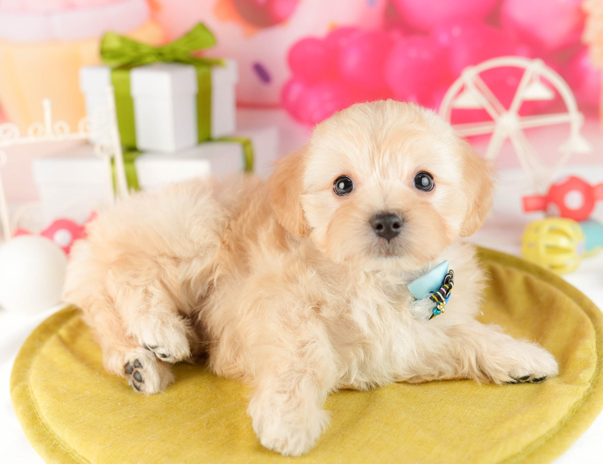 マルプー | 女の子 | アプリコット | 2026年1月12日