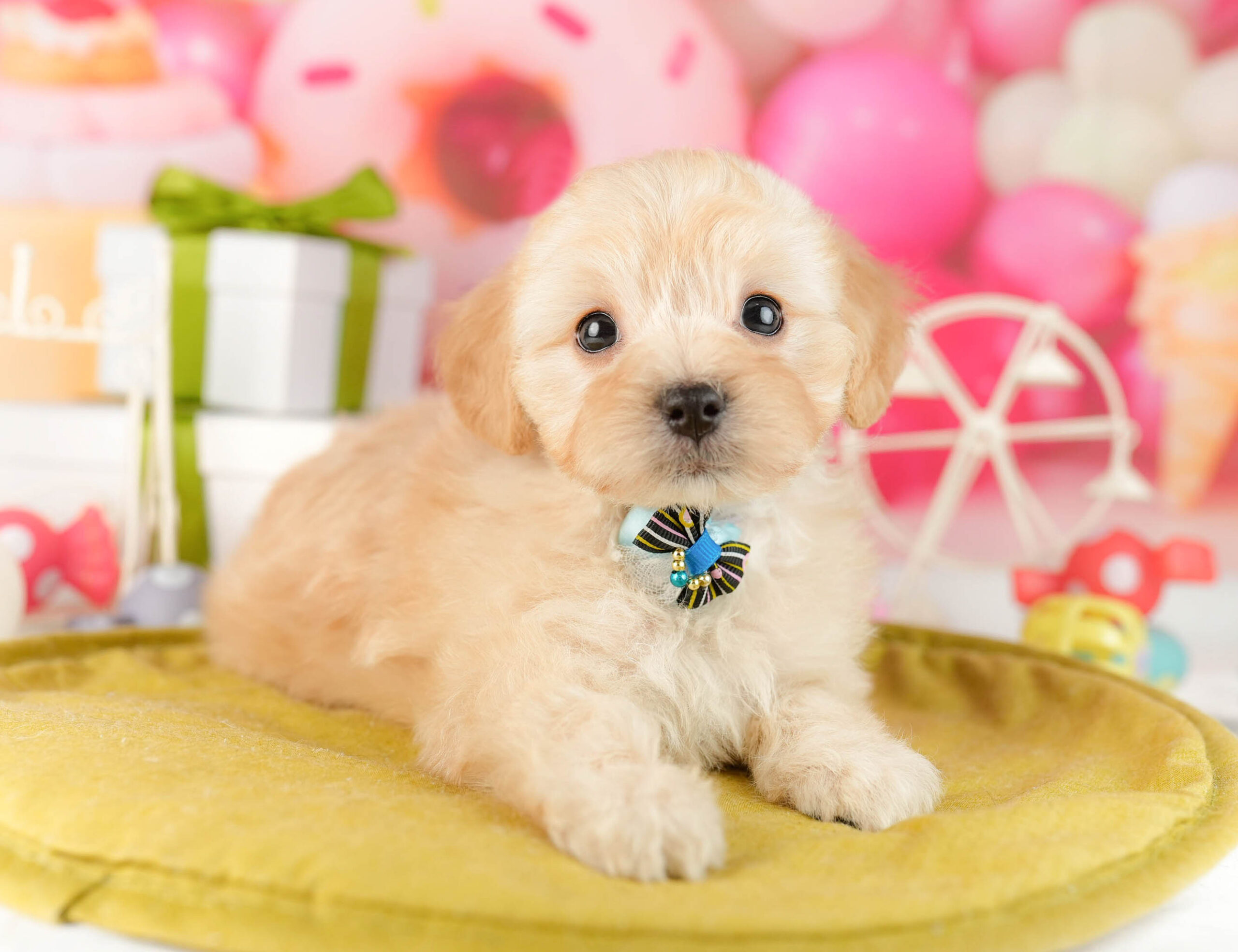 マルプー | 女の子 | アプリコット | 2026年1月12日