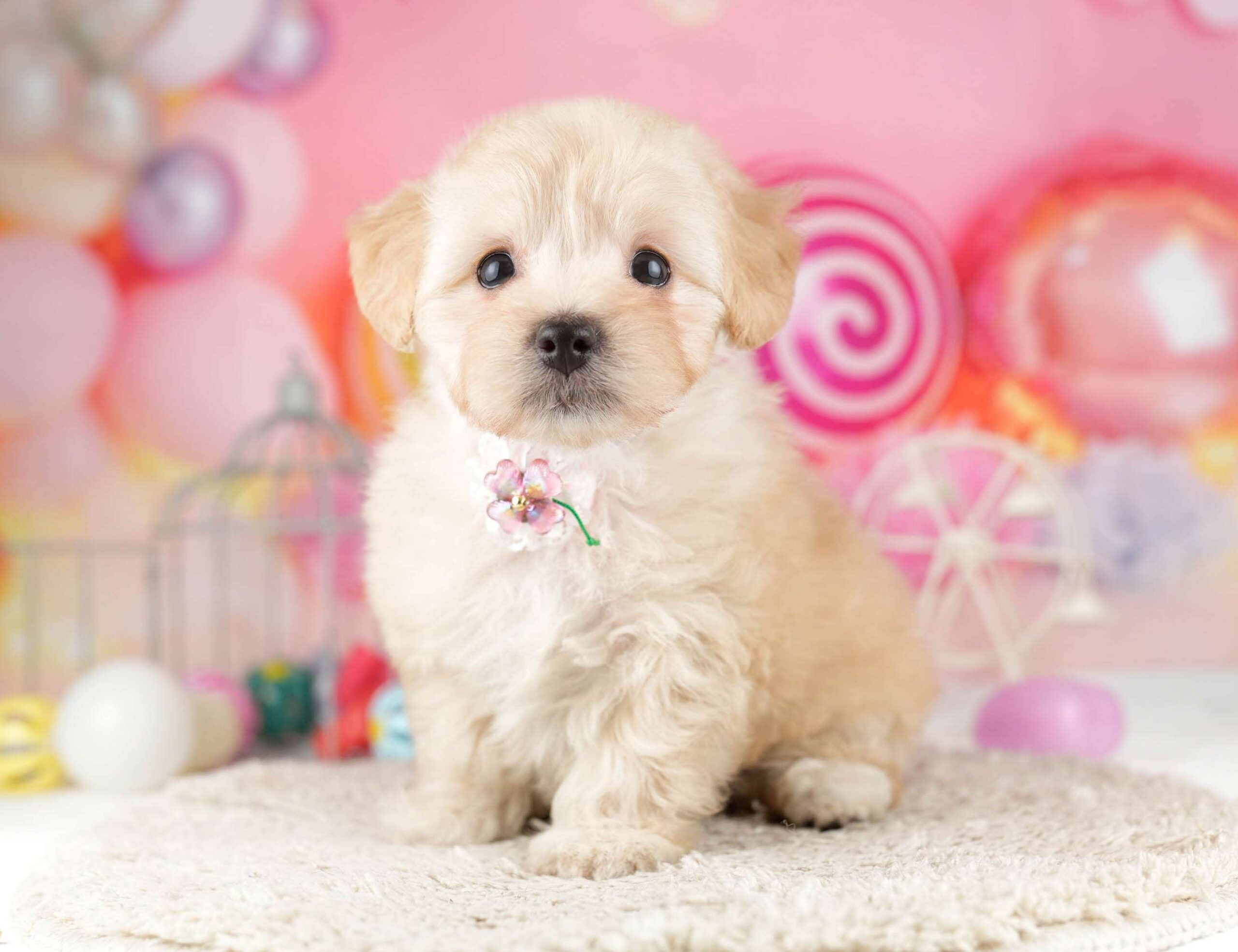 マルプー | 女の子 | アプリコット | 2026年1月12日