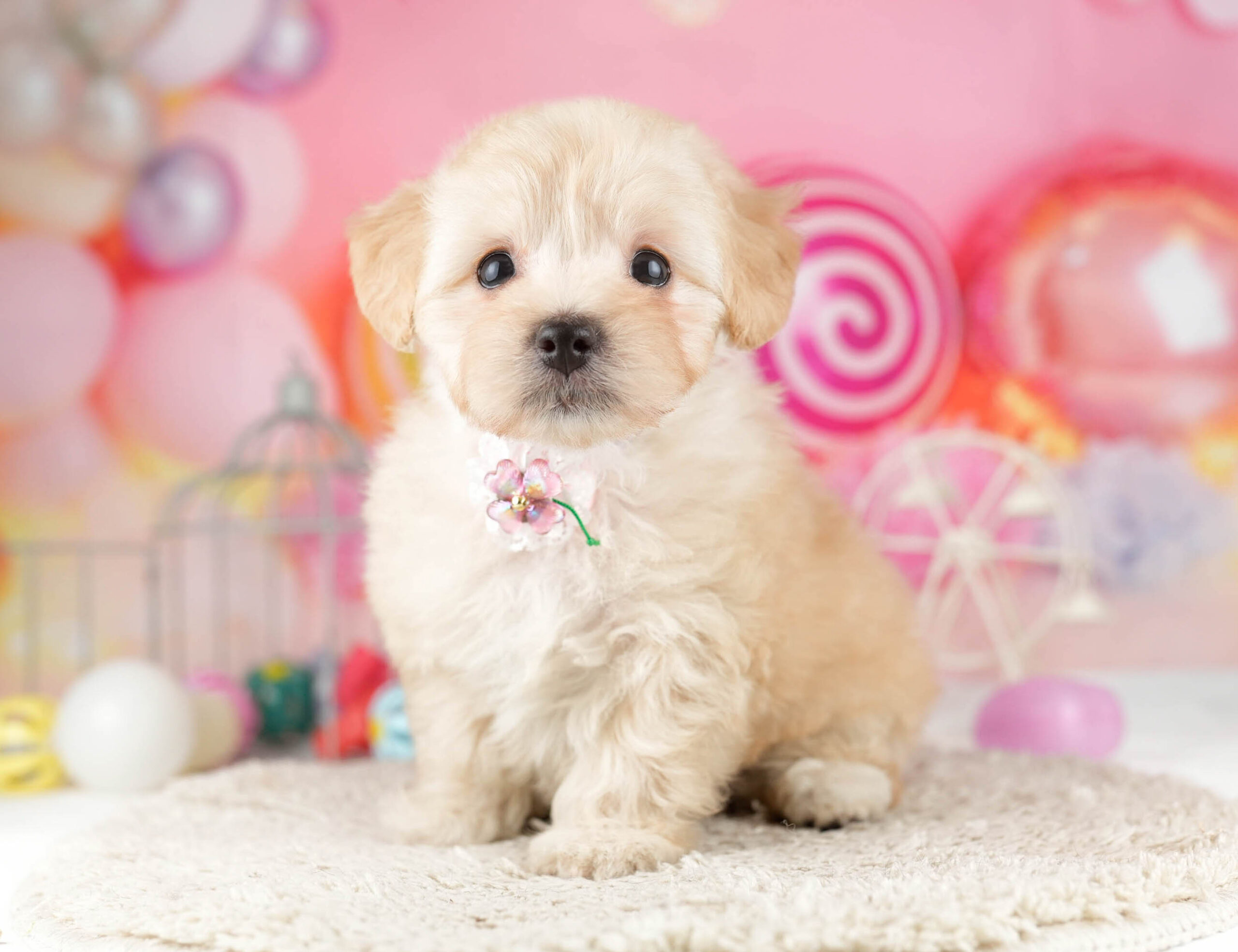 マルプー | 女の子 | アプリコット | 2026年1月12日