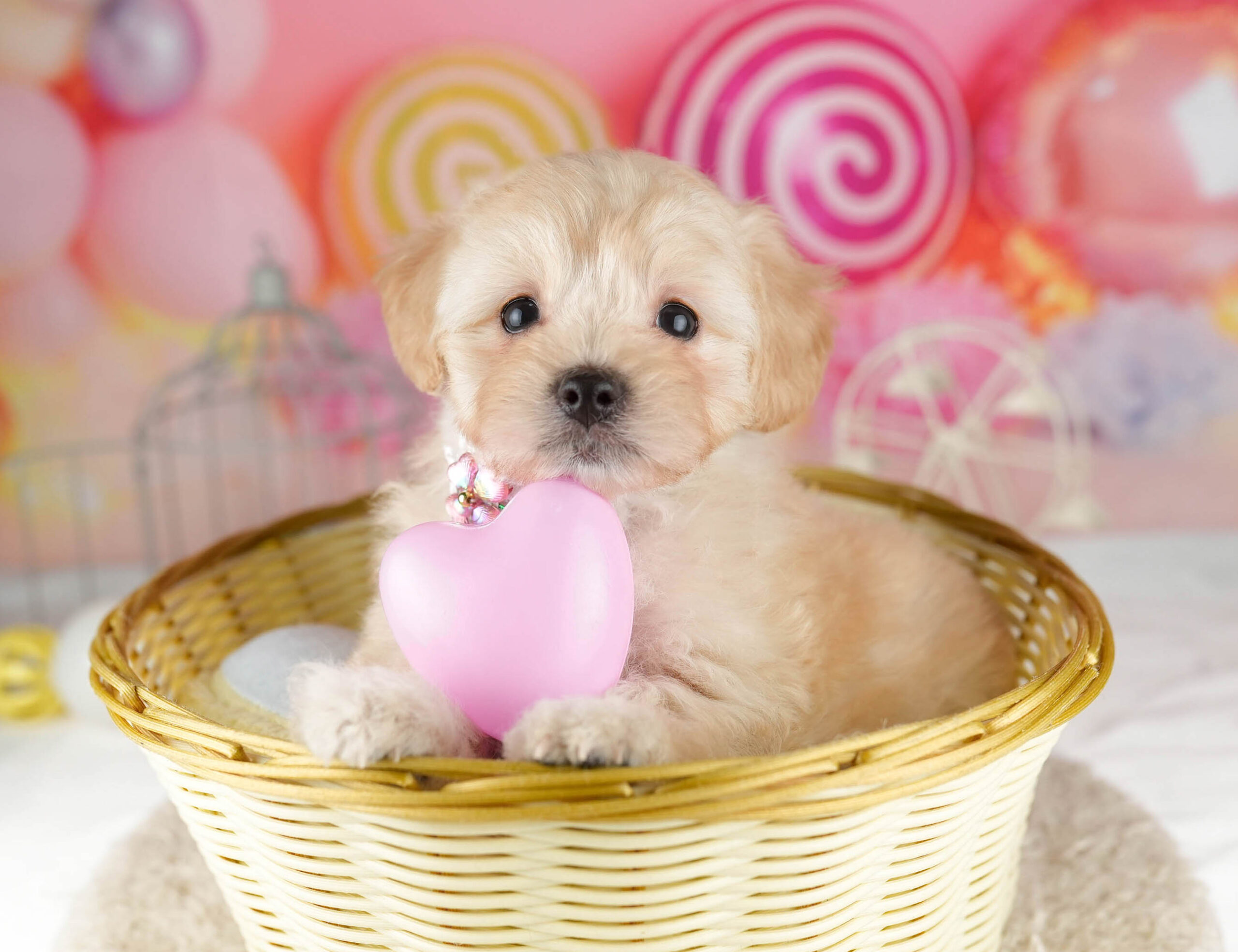 マルプー | 女の子 | アプリコット | 2026年1月12日