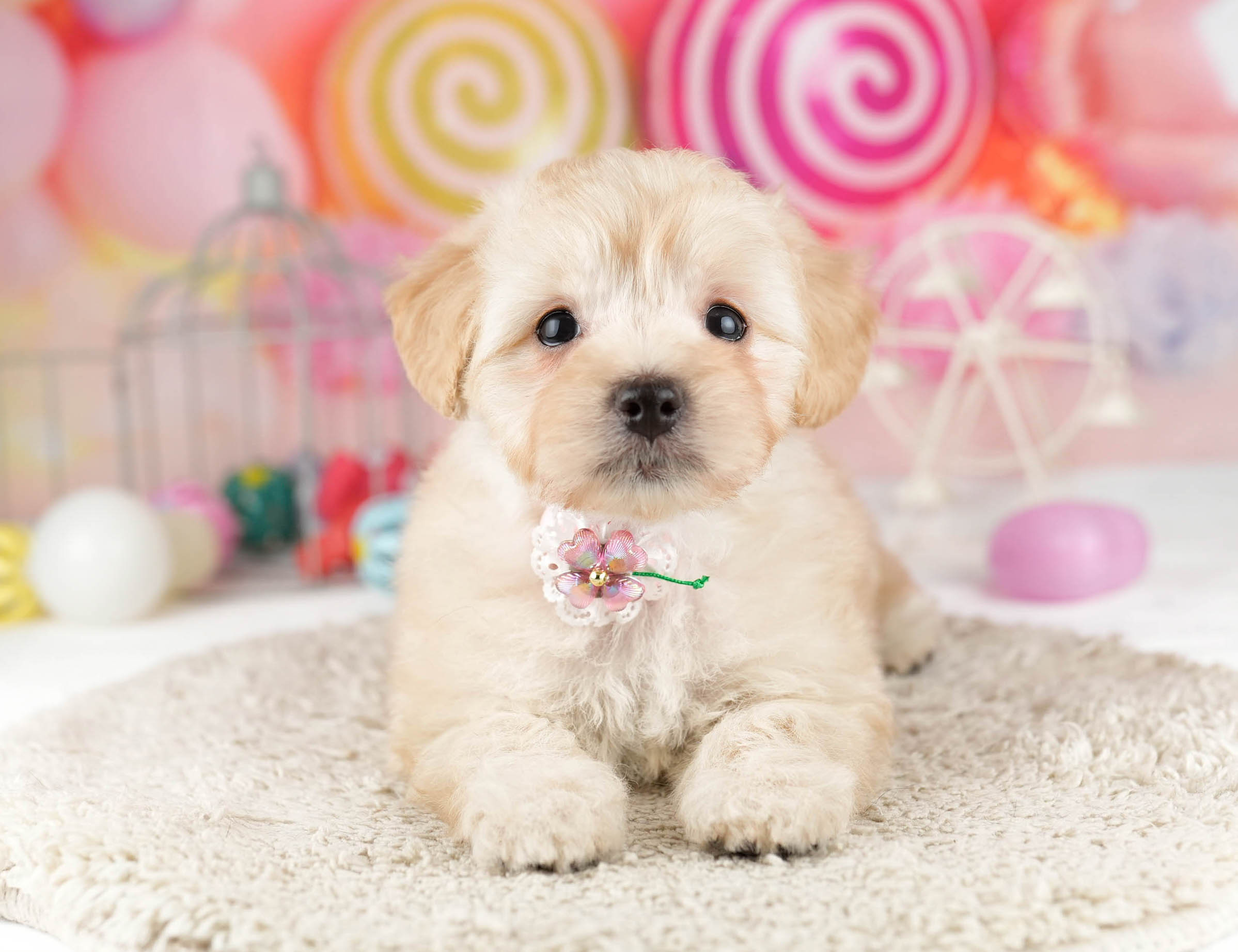 マルプー | 女の子 | アプリコット | 2026年1月12日