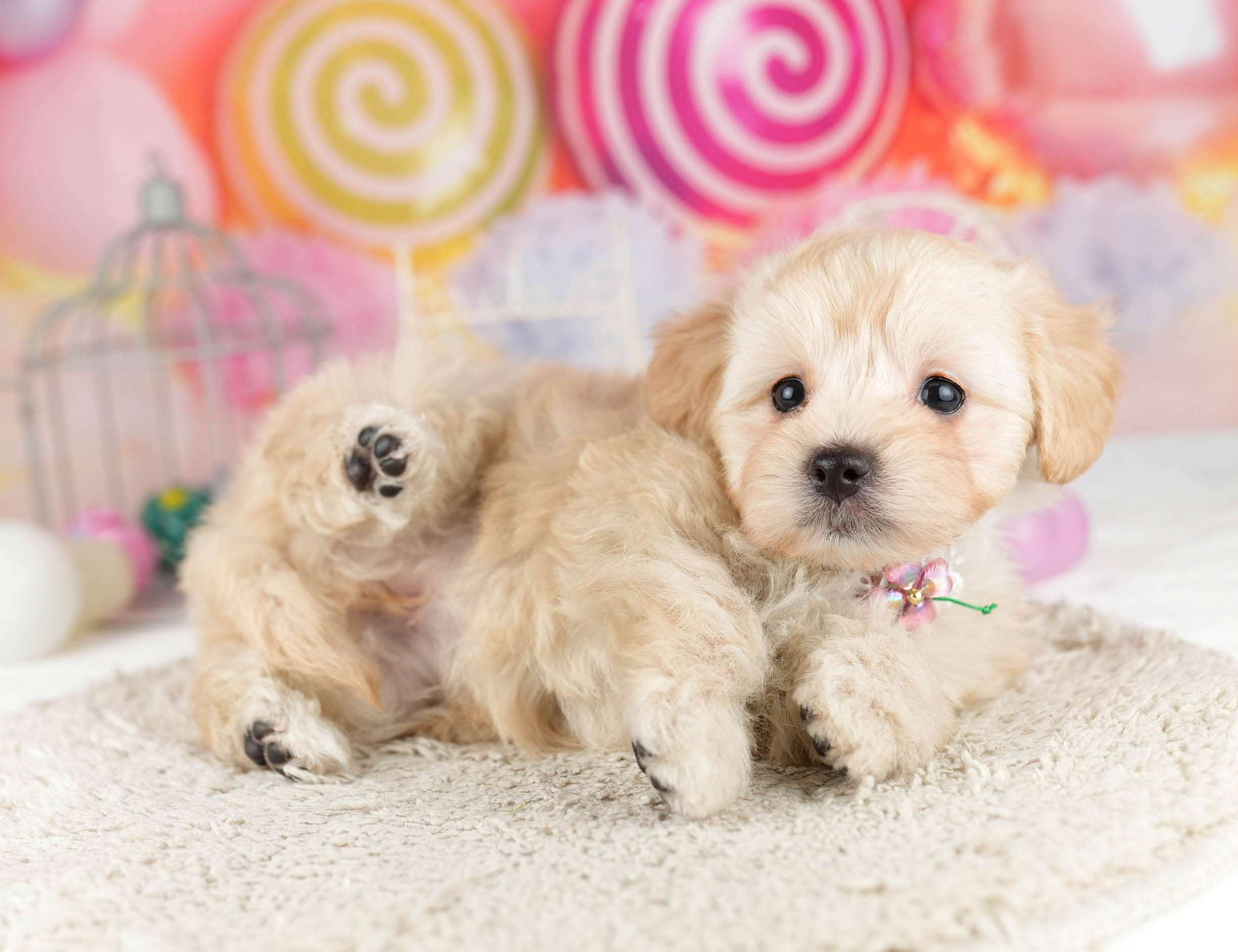 マルプー | 女の子 | アプリコット | 2026年1月12日