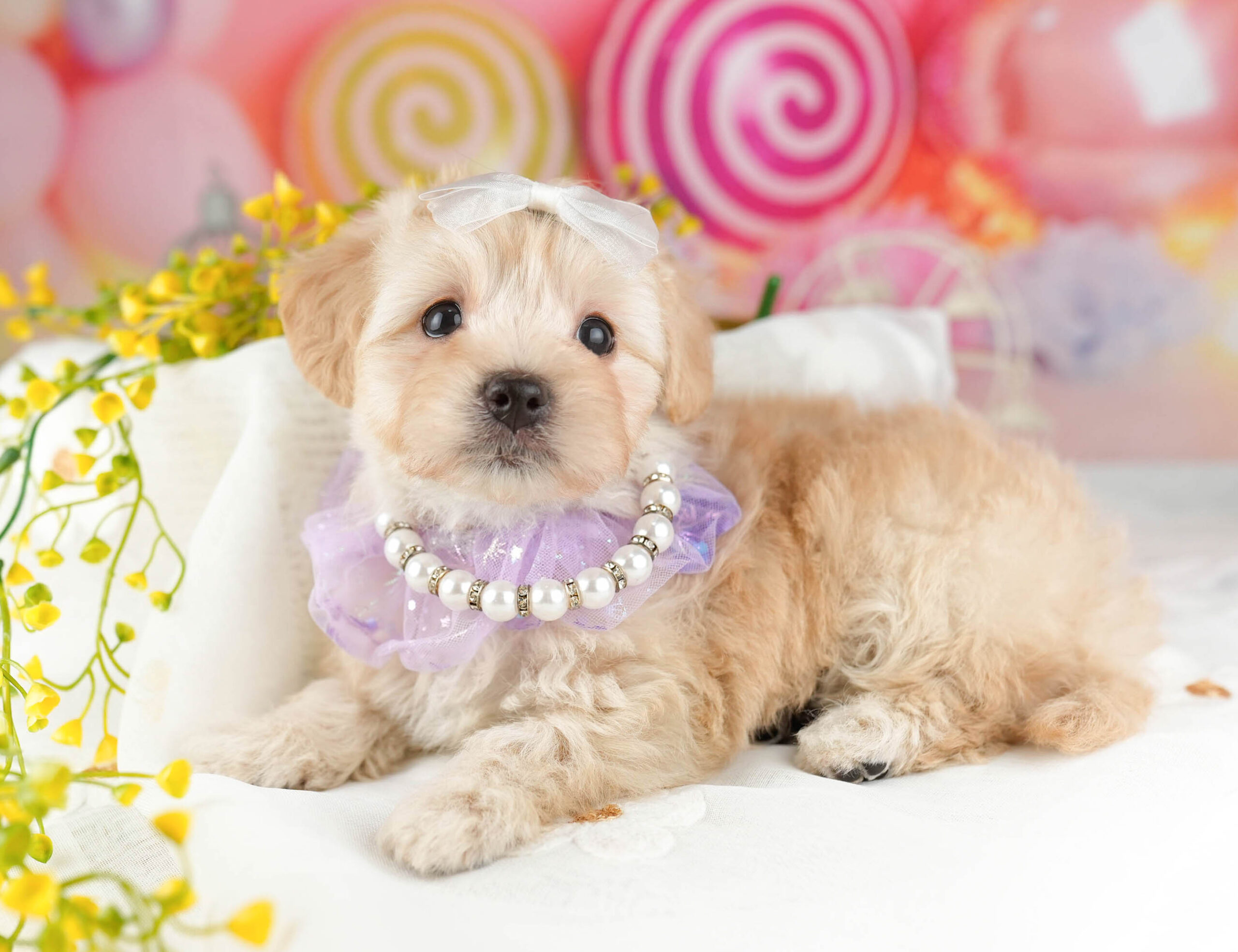 マルプー | 女の子 | アプリコット | 2026年1月12日