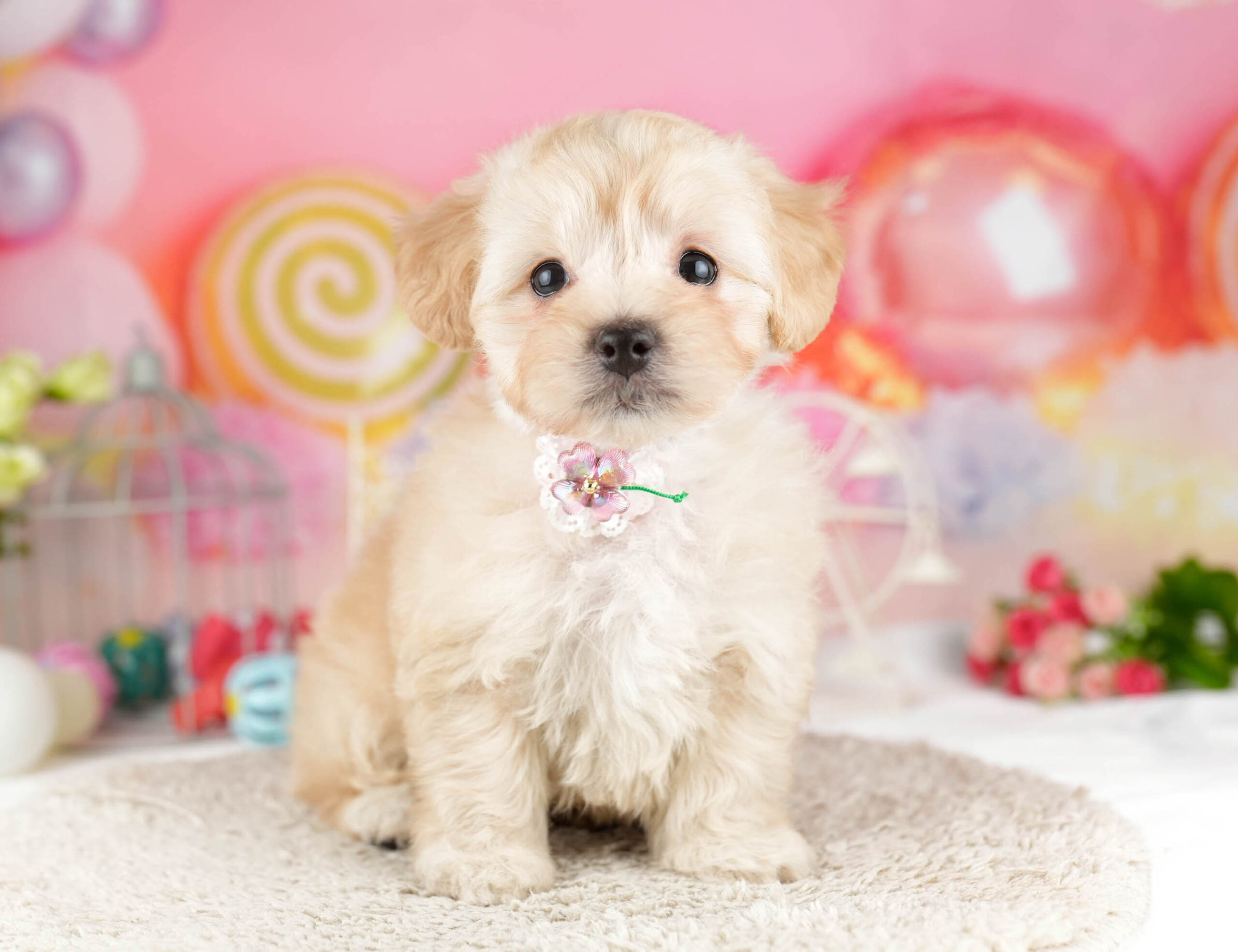 マルプー | 女の子 | アプリコット | 2026年1月12日