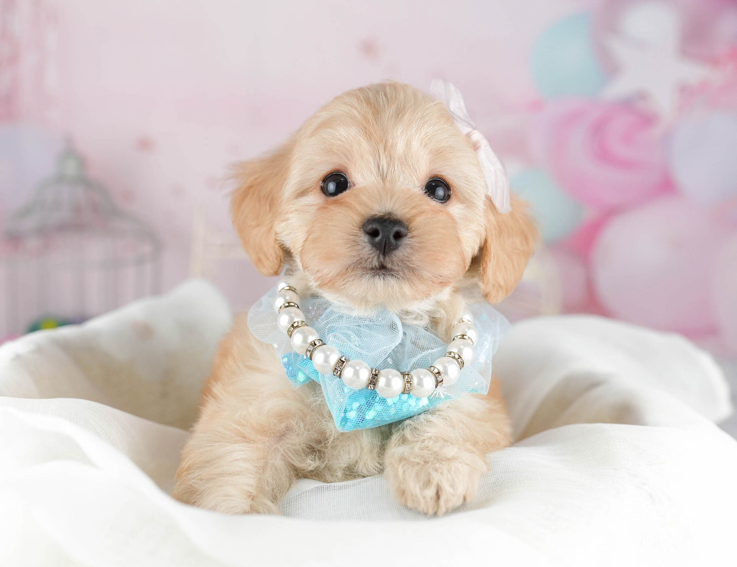 マルプー | 女の子 | アプリコット | 2026年1月12日