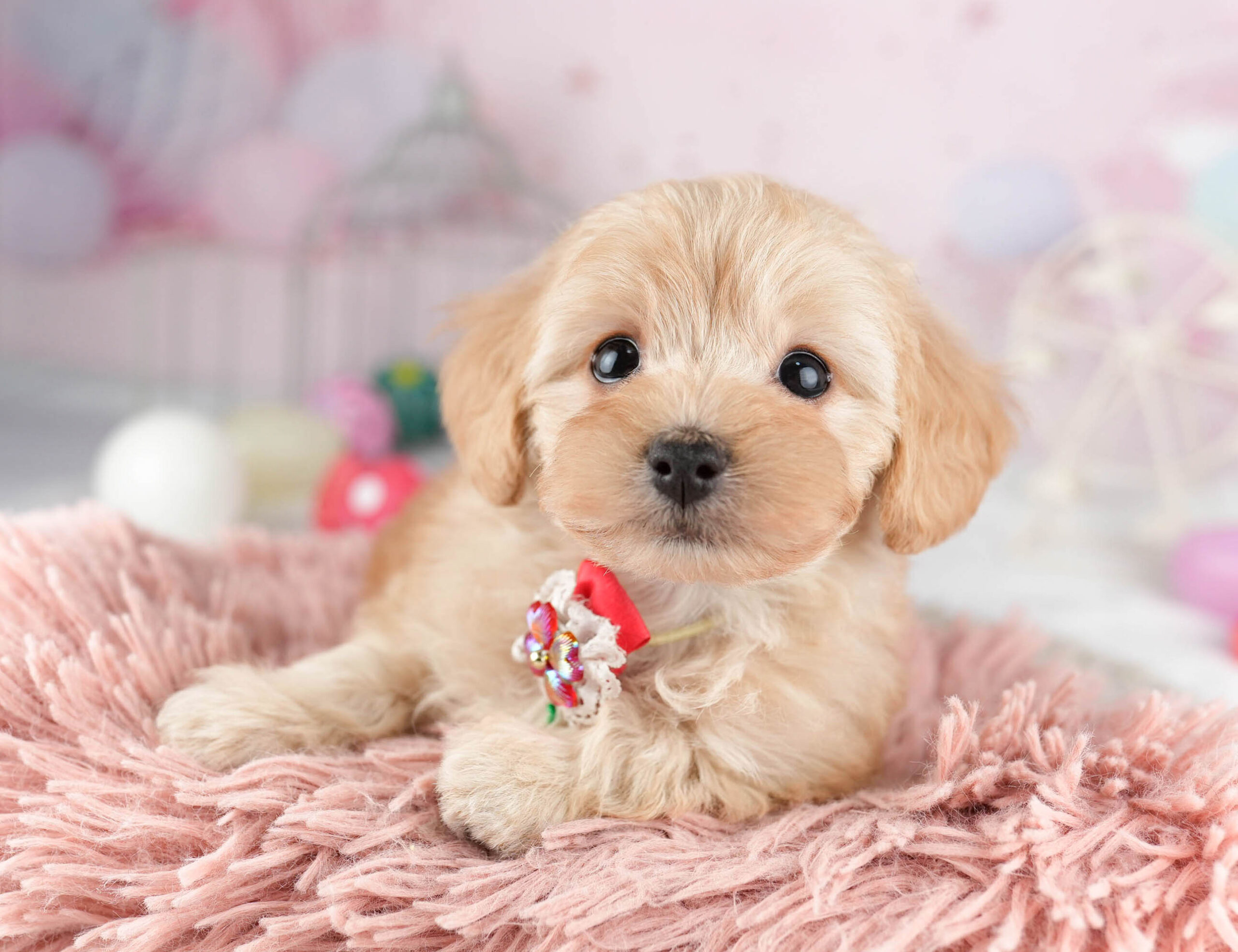 マルプー | 女の子 | アプリコット | 2026年1月12日