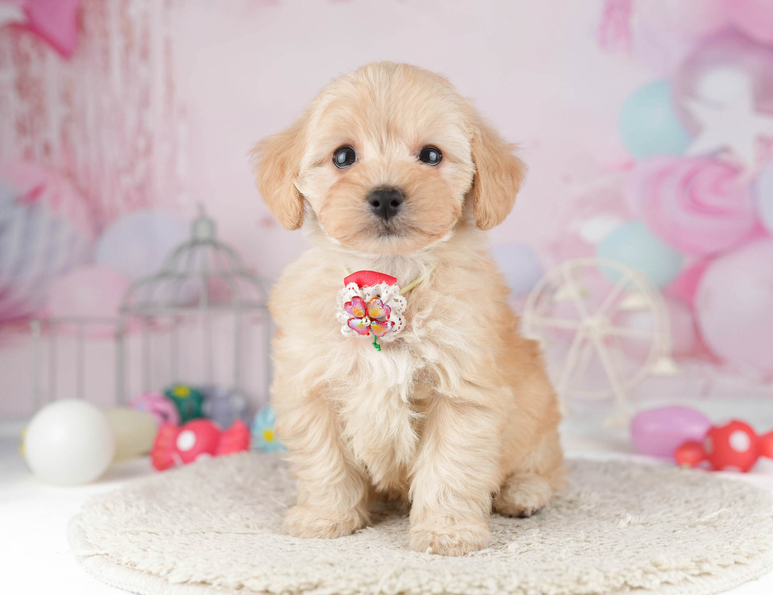 マルプー | 女の子 | アプリコット | 2026年1月12日