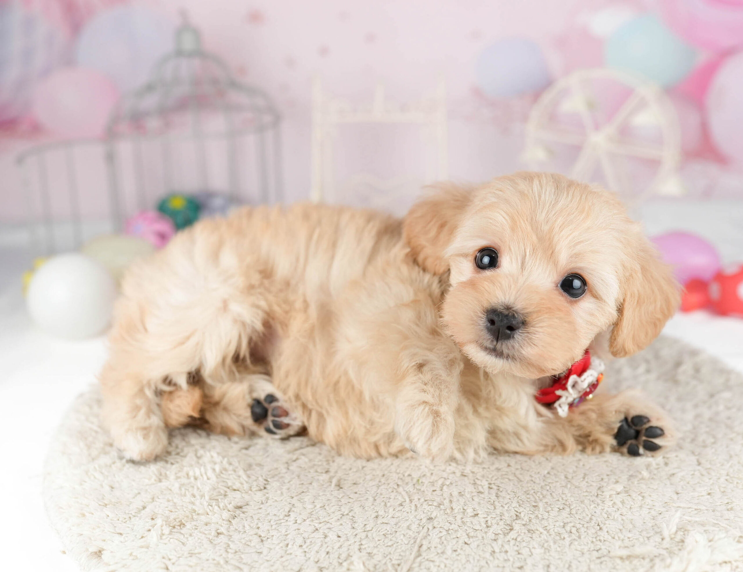 マルプー | 女の子 | アプリコット | 2026年1月12日