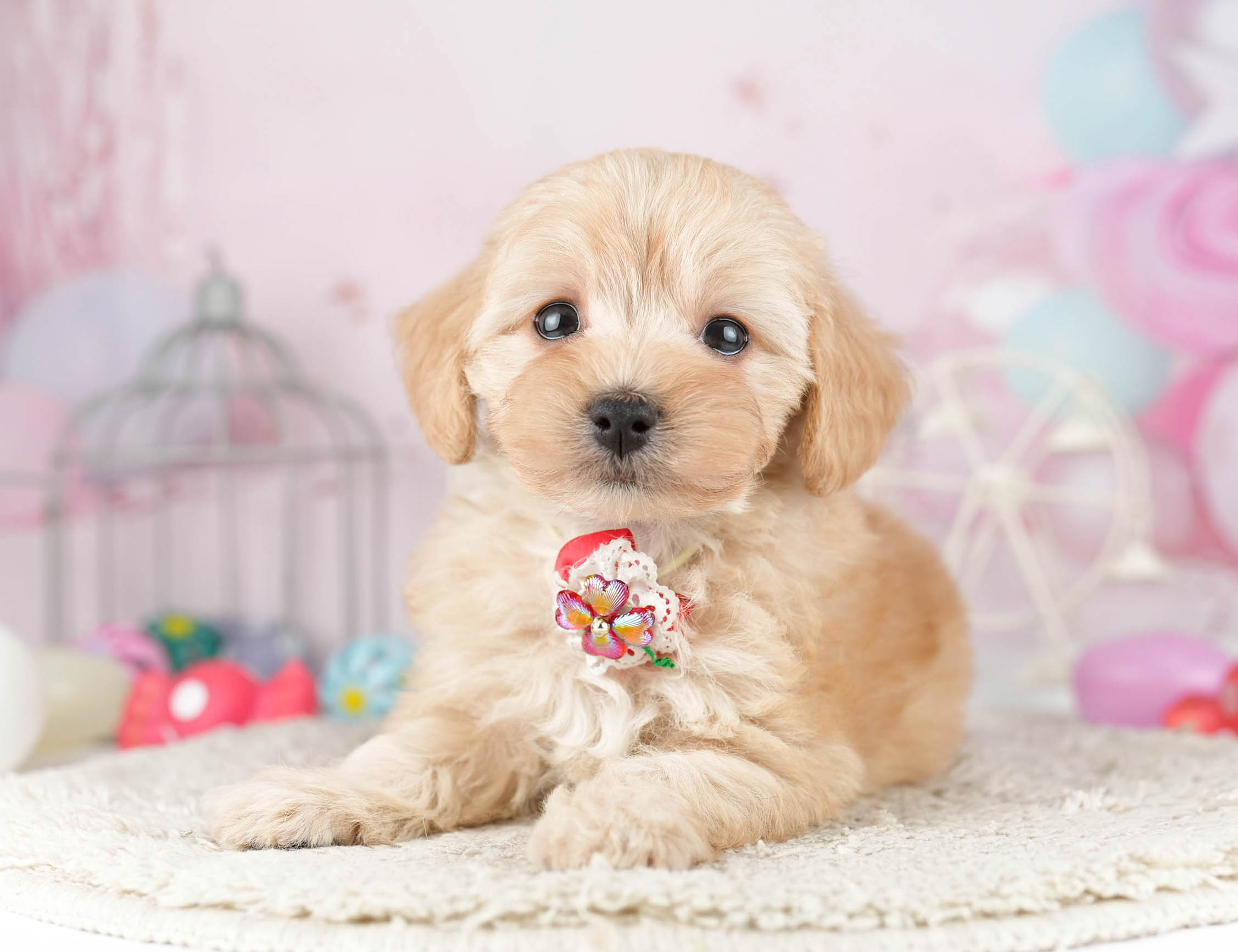 マルプー | 女の子 | アプリコット | 2026年1月12日