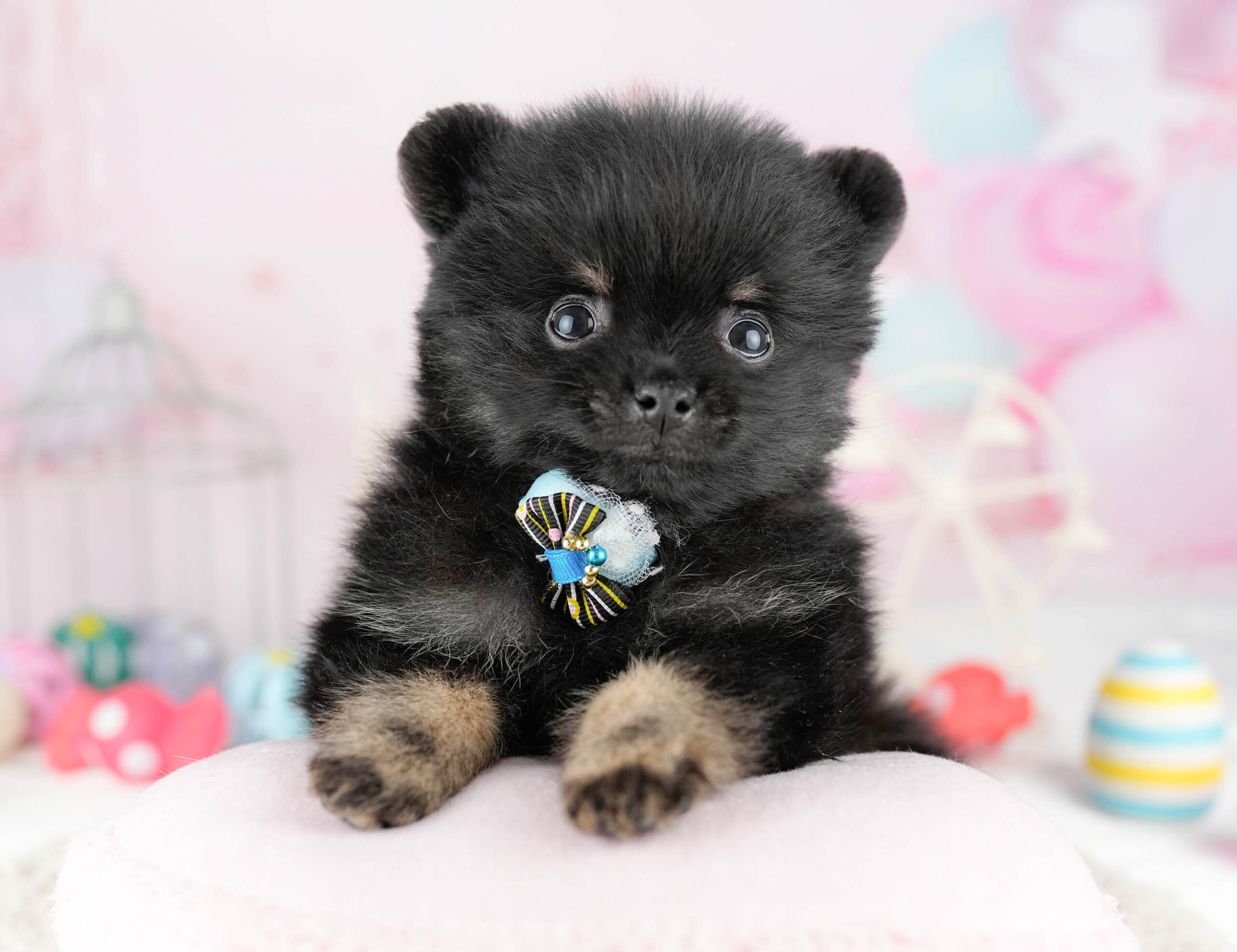 ポメラニアン | 男の子 | ブラック＆タン | 2026年1月13日