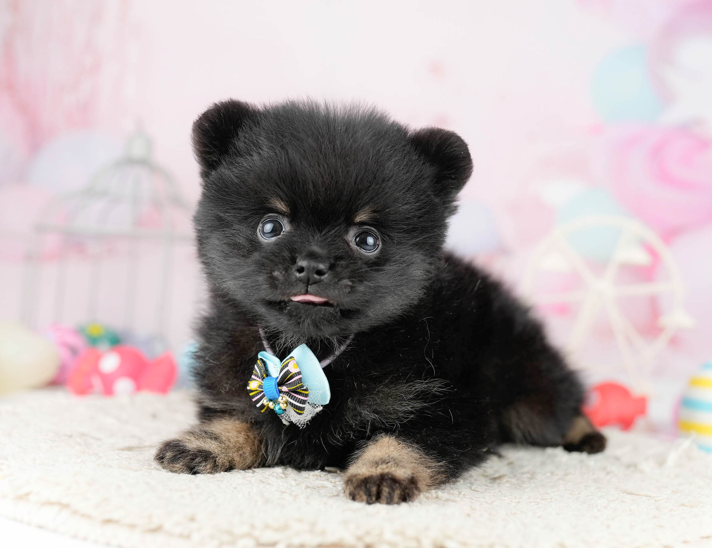 ポメラニアン | 男の子 | ブラック＆タン | 2026年1月13日