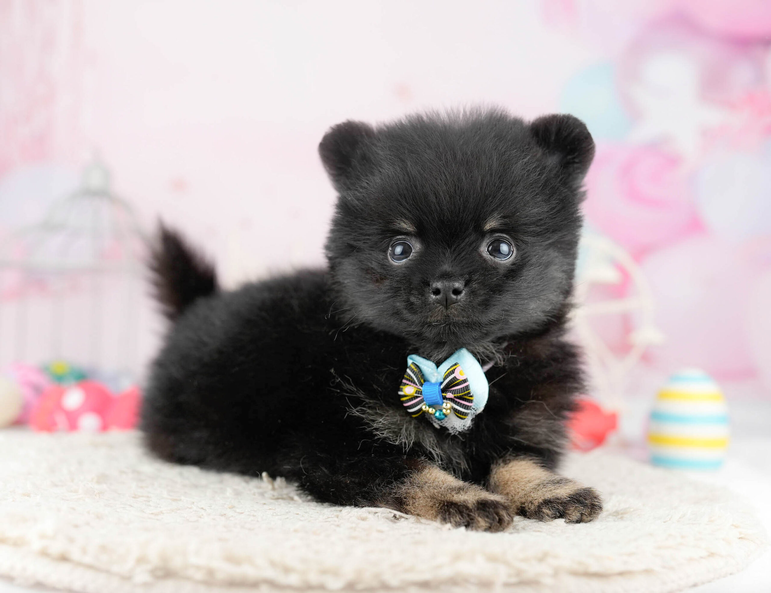 ポメラニアン | 男の子 | ブラック＆タン | 2026年1月13日