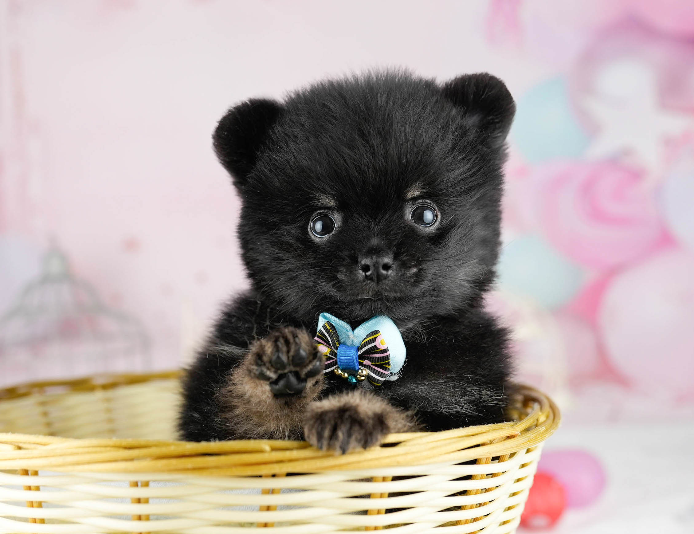 ポメラニアン | 男の子 | ブラック＆タン | 2026年1月13日