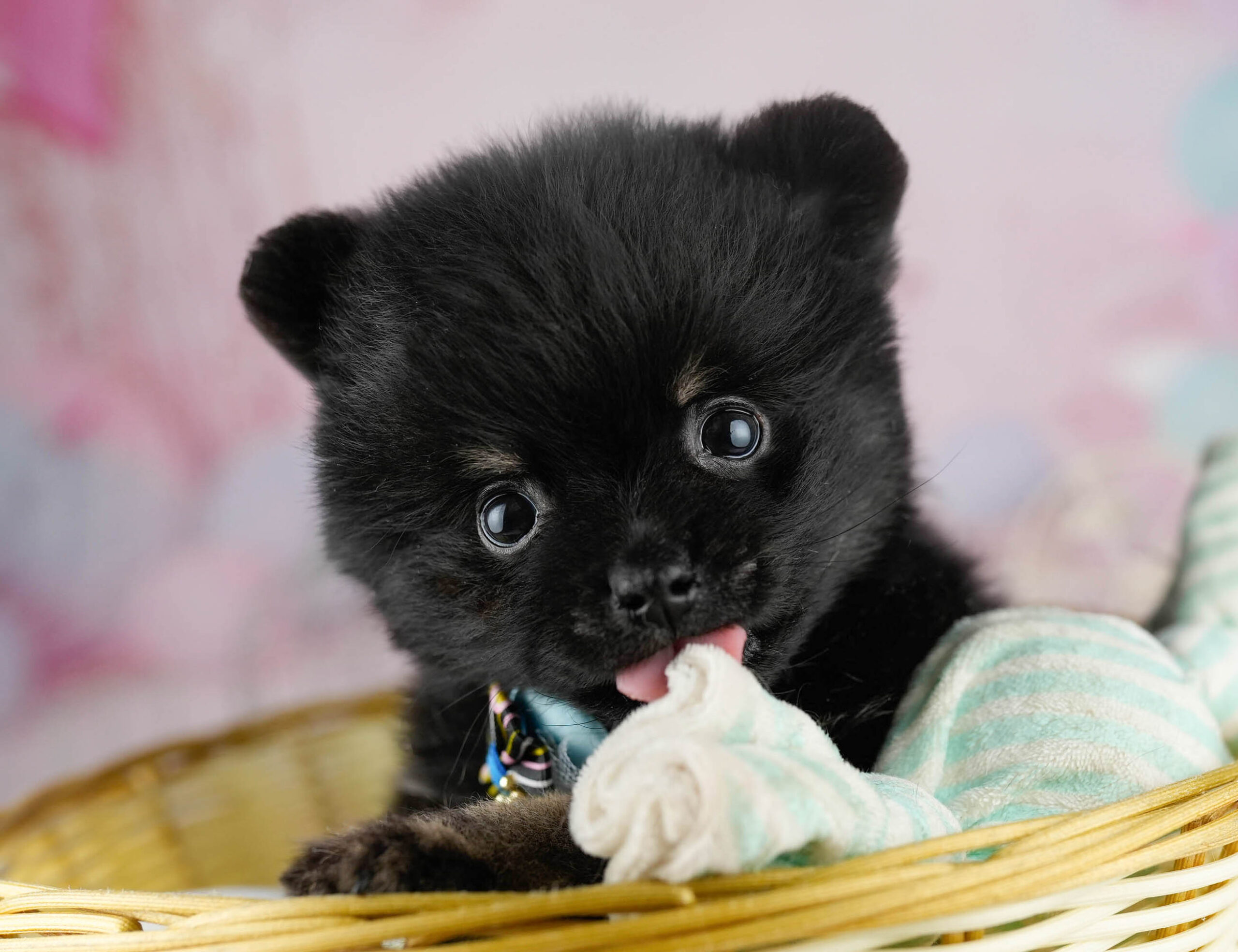 ポメラニアン | 男の子 | ブラック＆タン | 2026年1月13日