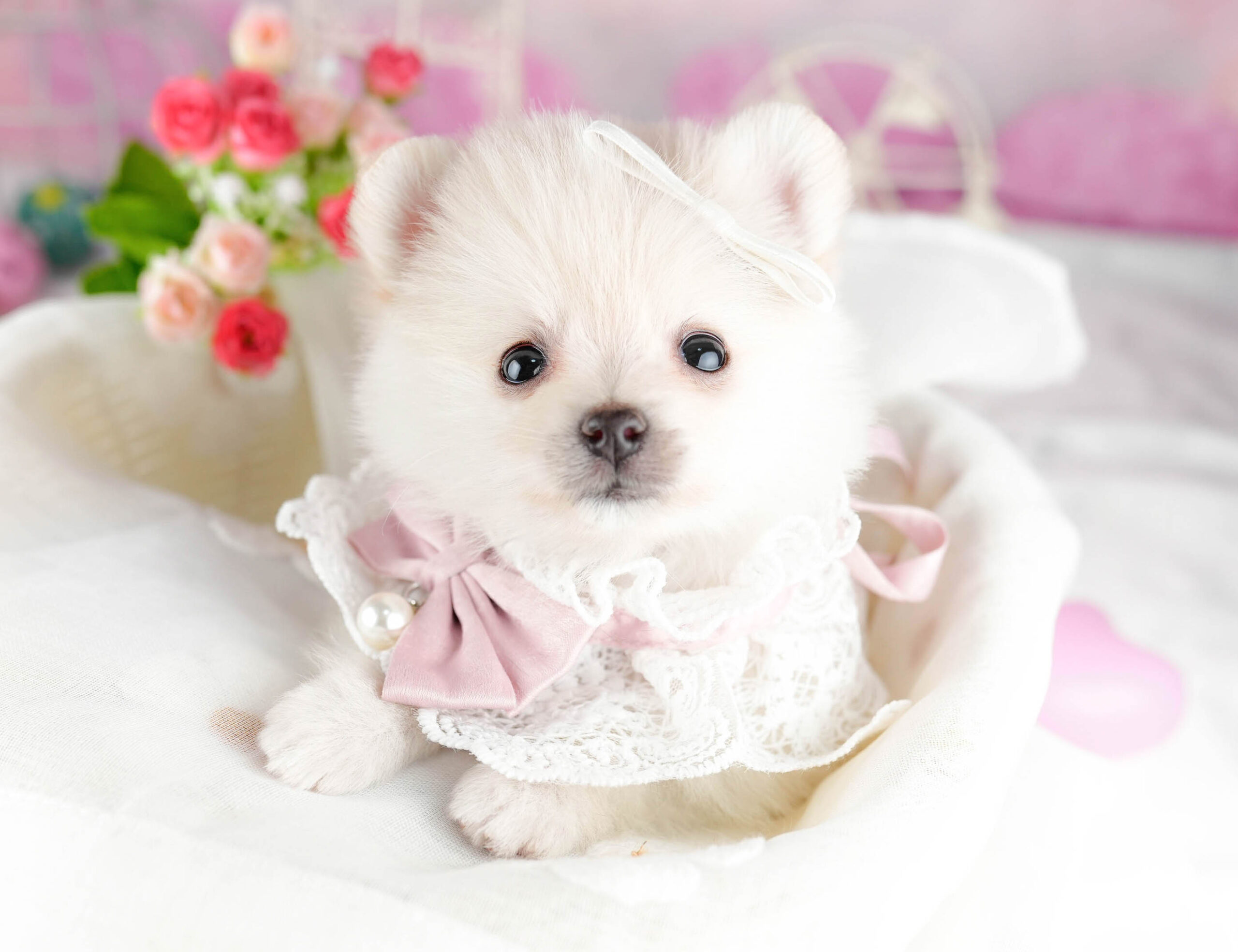 ポメラニアン | 女の子 | クリーム | 2026年1月13日