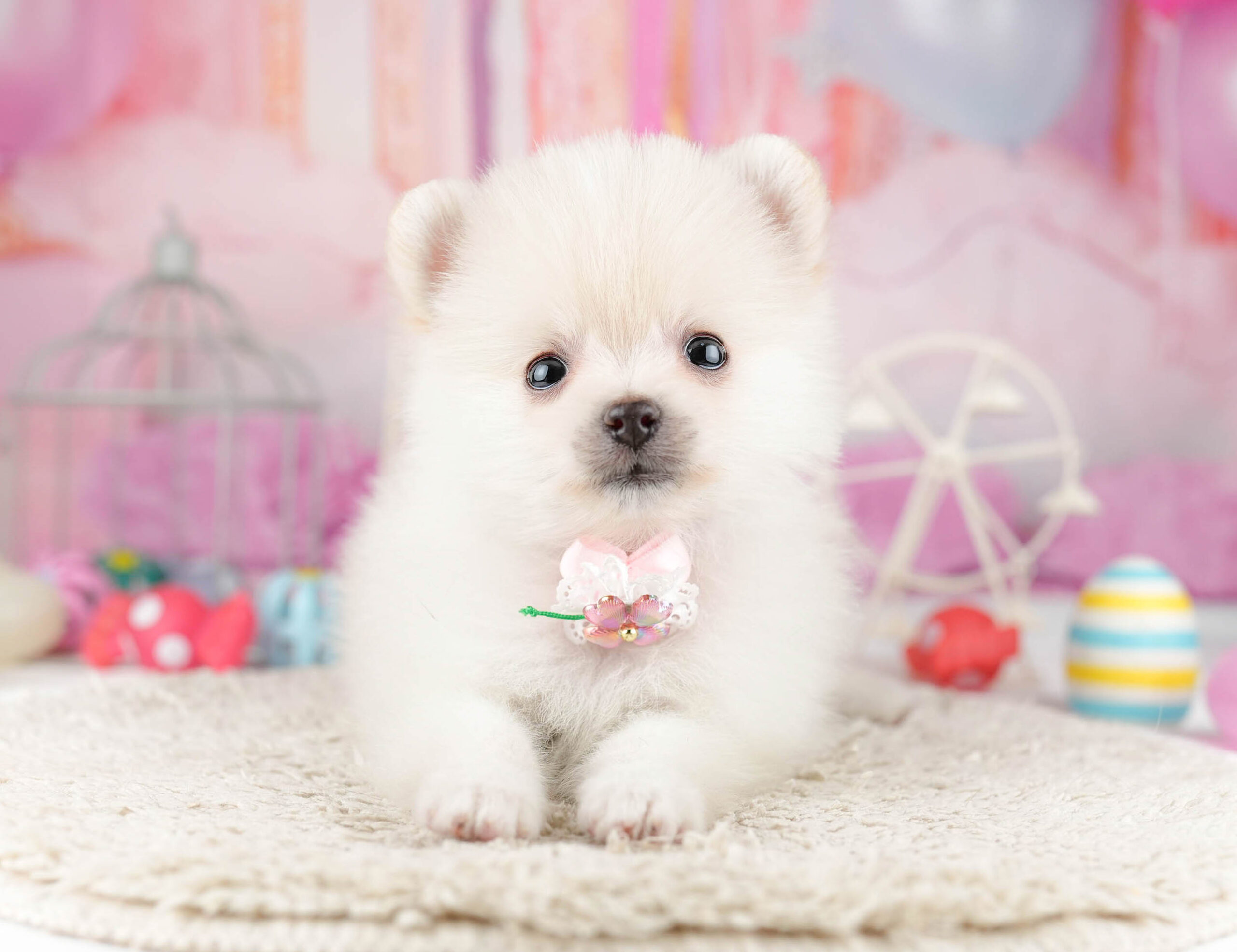 ポメラニアン | 女の子 | クリーム | 2026年1月13日