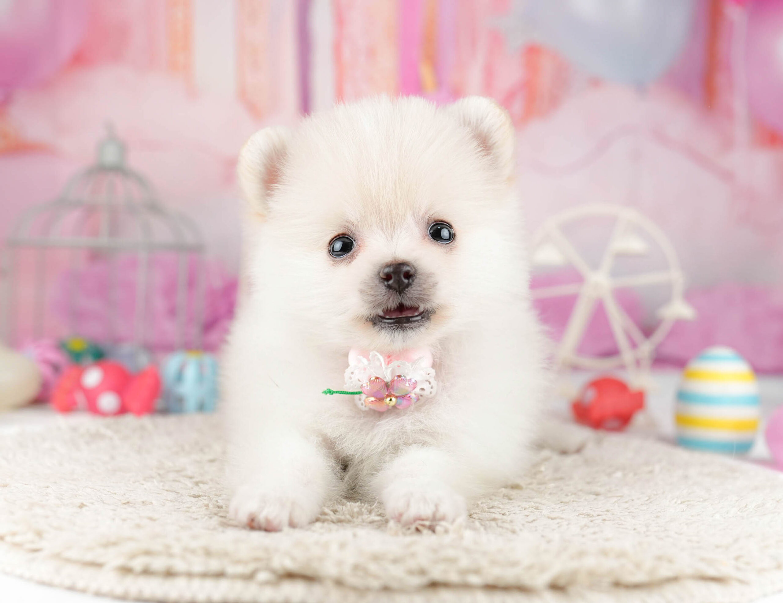 ポメラニアン | 女の子 | クリーム | 2026年1月13日