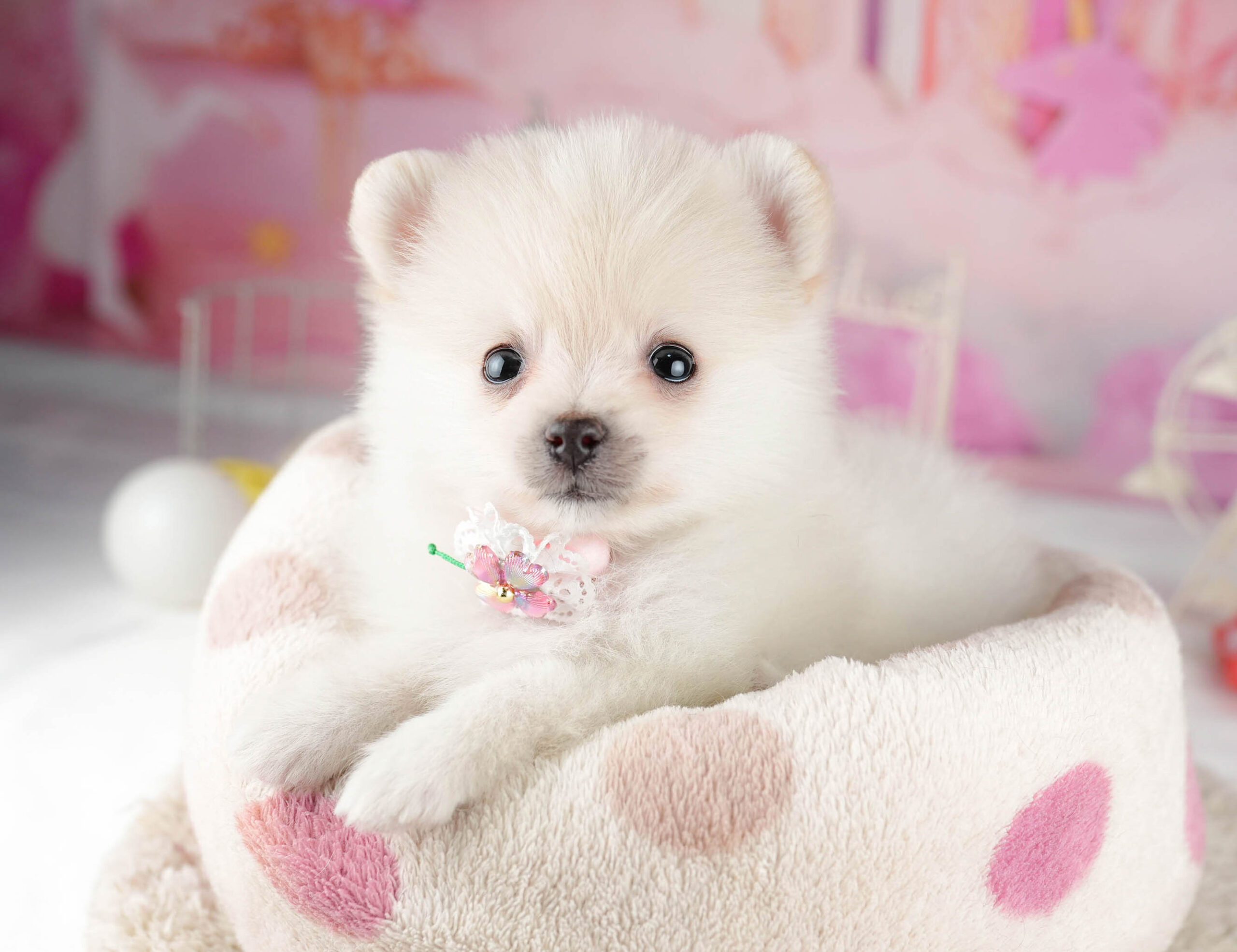 ポメラニアン | 女の子 | クリーム | 2026年1月13日