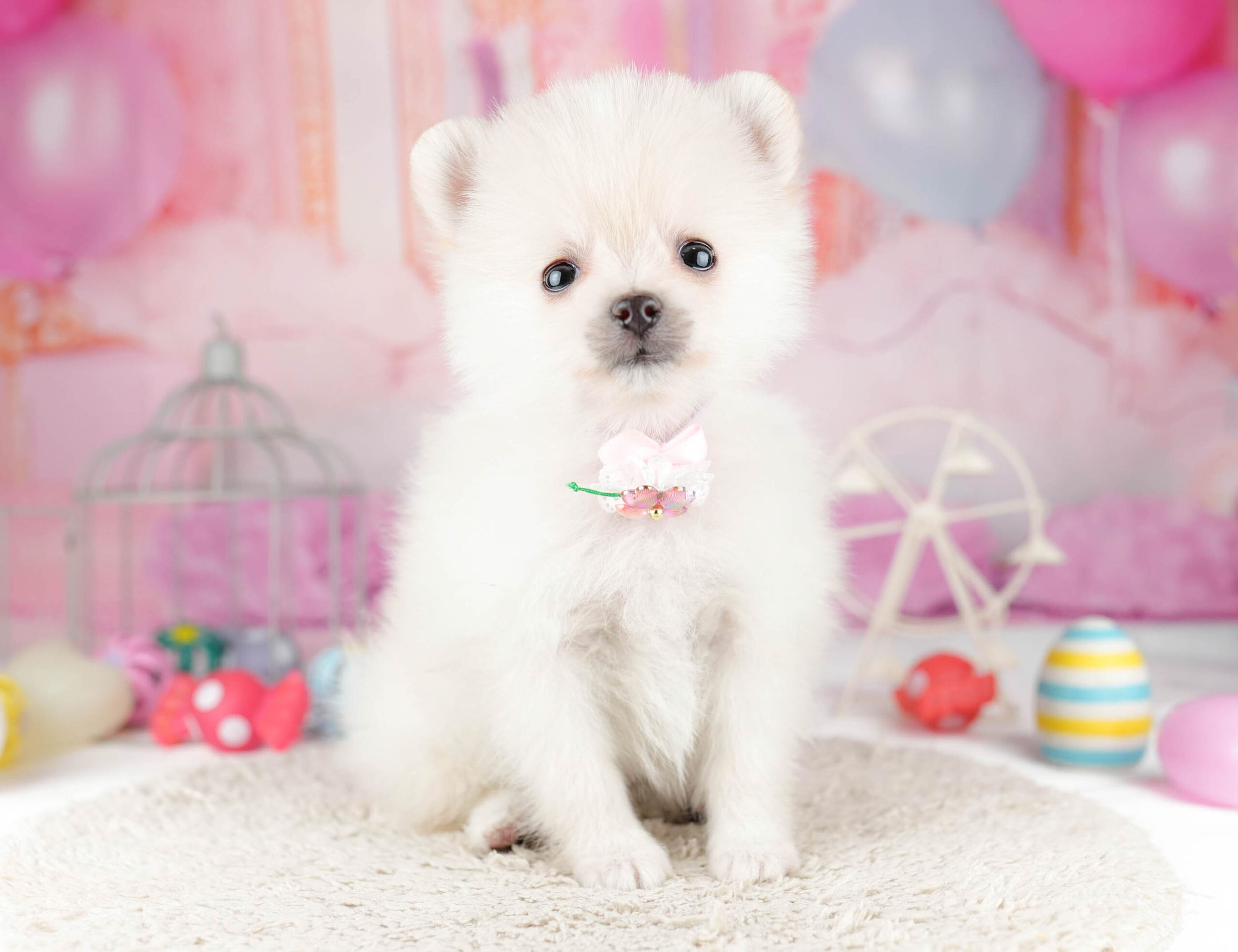 ポメラニアン | 女の子 | クリーム | 2026年1月13日