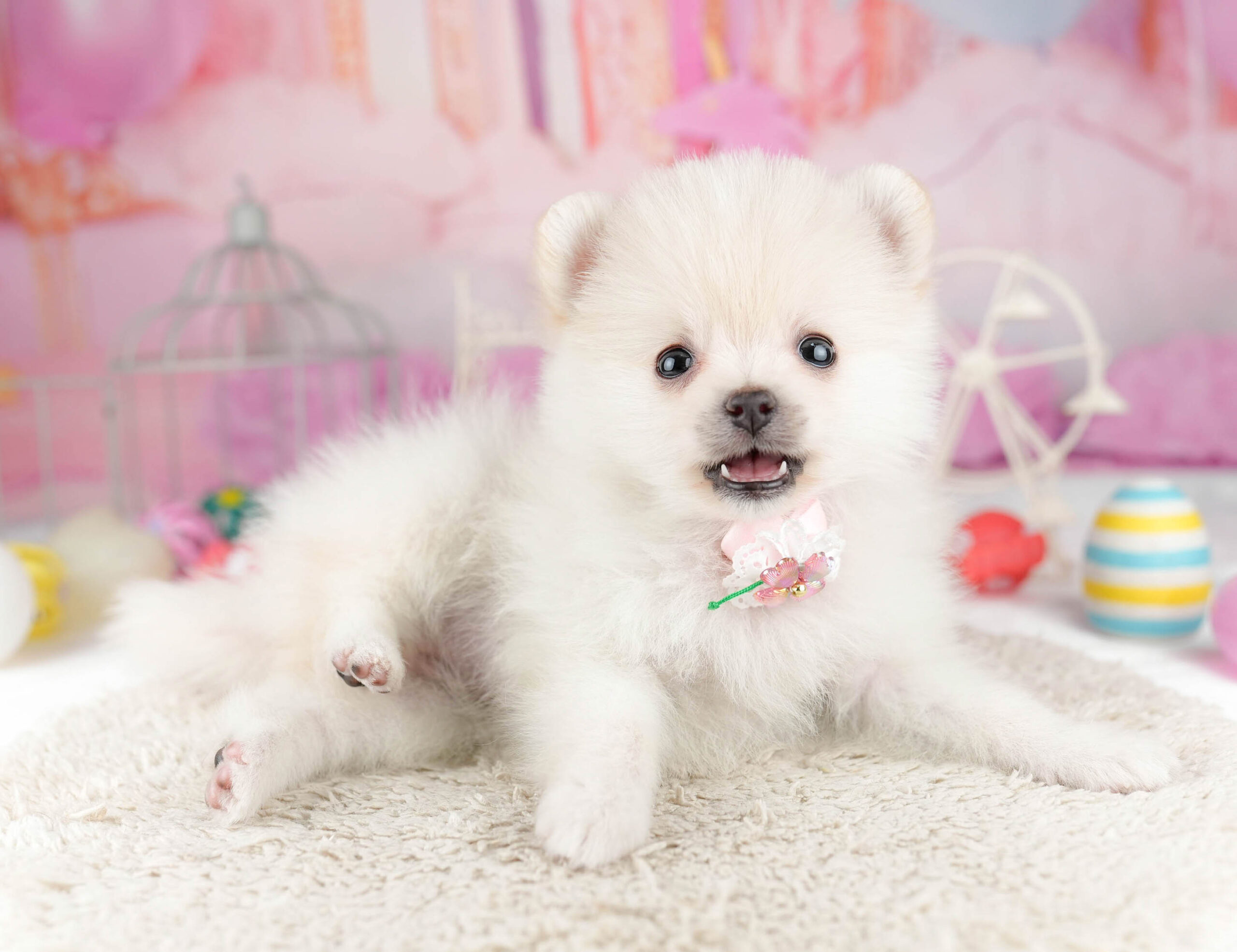 ポメラニアン | 女の子 | クリーム | 2026年1月13日