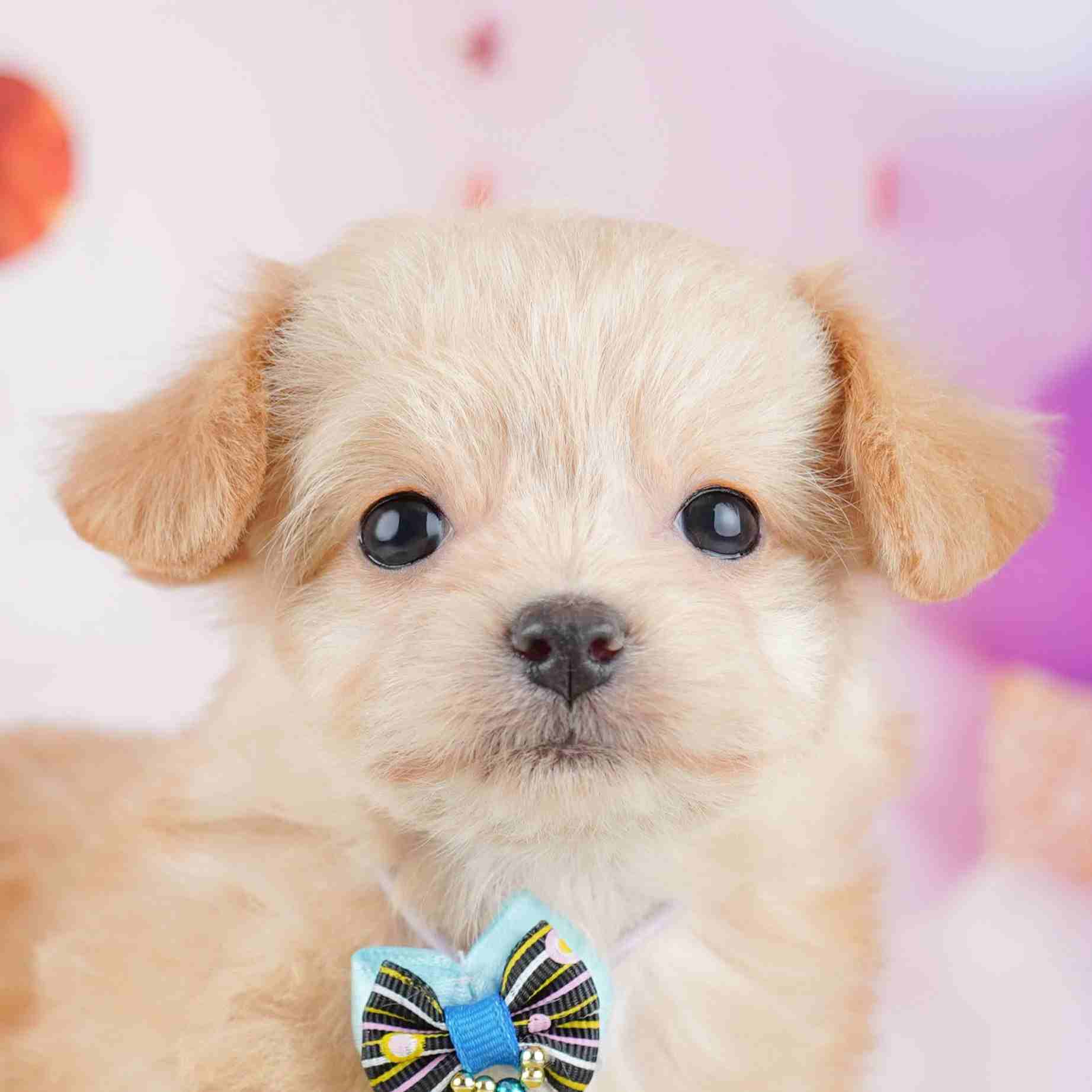 チワプー | 女の子 | クリーム | 2026年1月13日