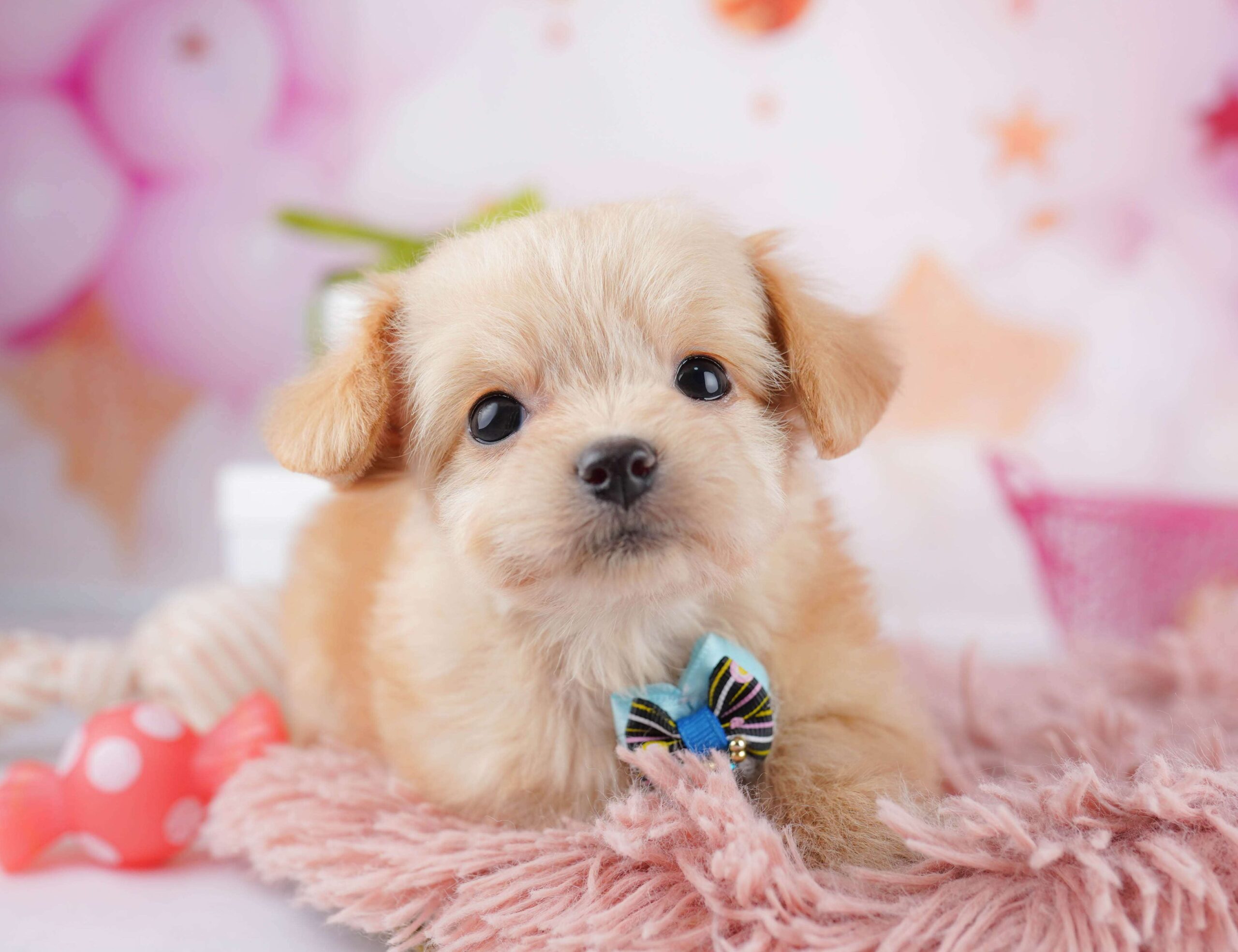 チワプー | 女の子 | クリーム | 2026年1月13日