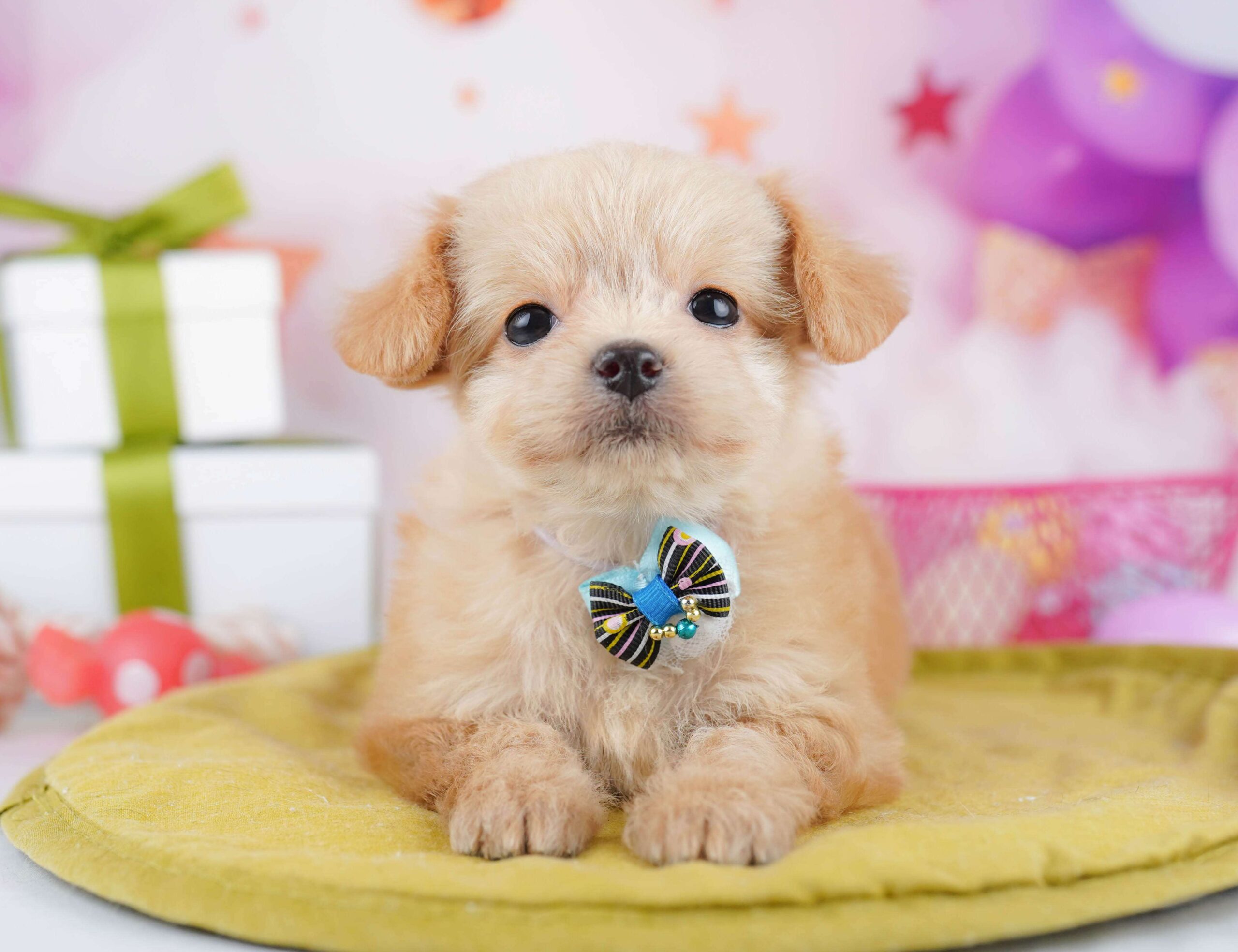 チワプー | 女の子 | クリーム | 2026年1月13日