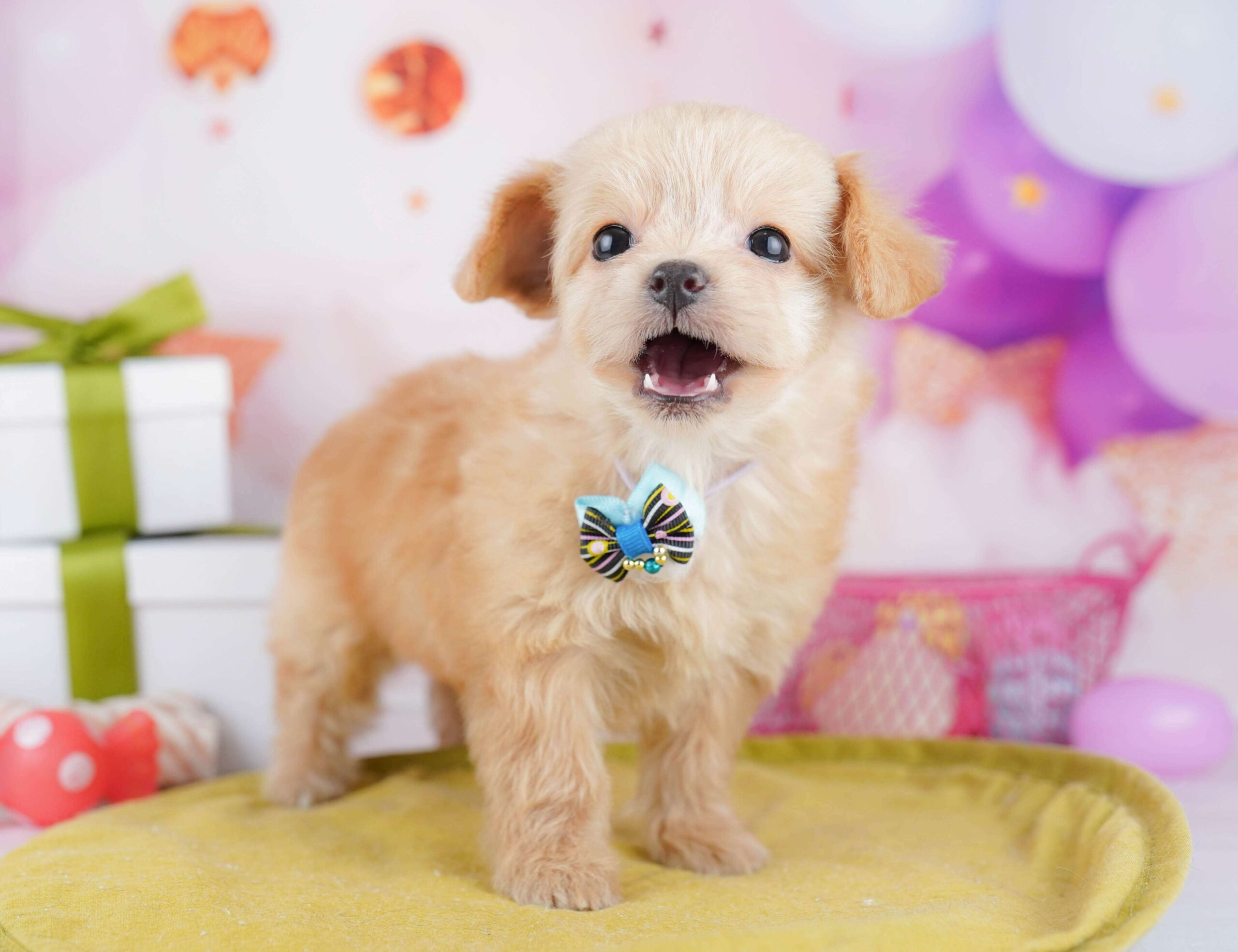 チワプー | 女の子 | クリーム | 2026年1月13日