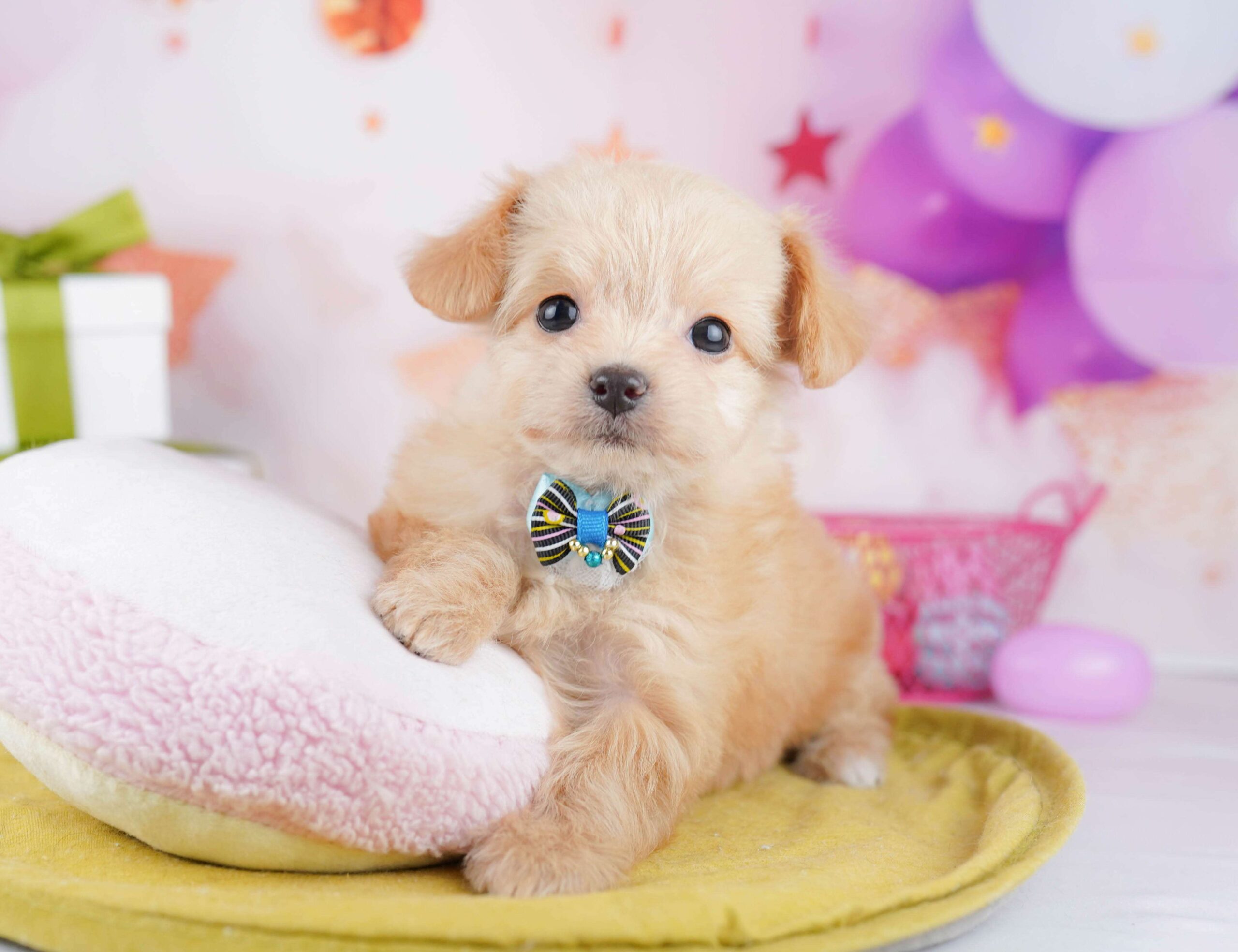 チワプー | 女の子 | クリーム | 2026年1月13日